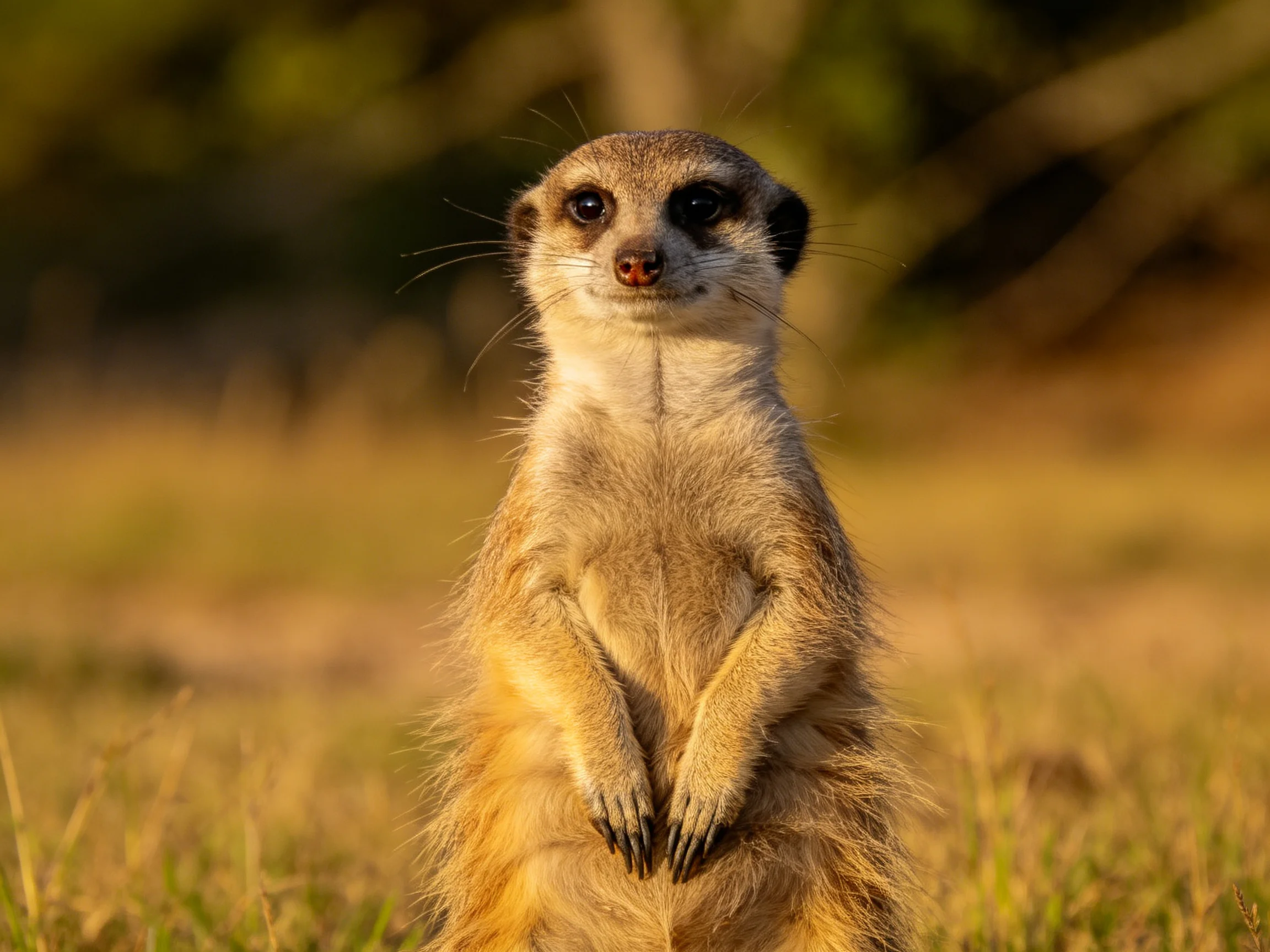 A vigilant meerkat stands upright in golden savannah grass