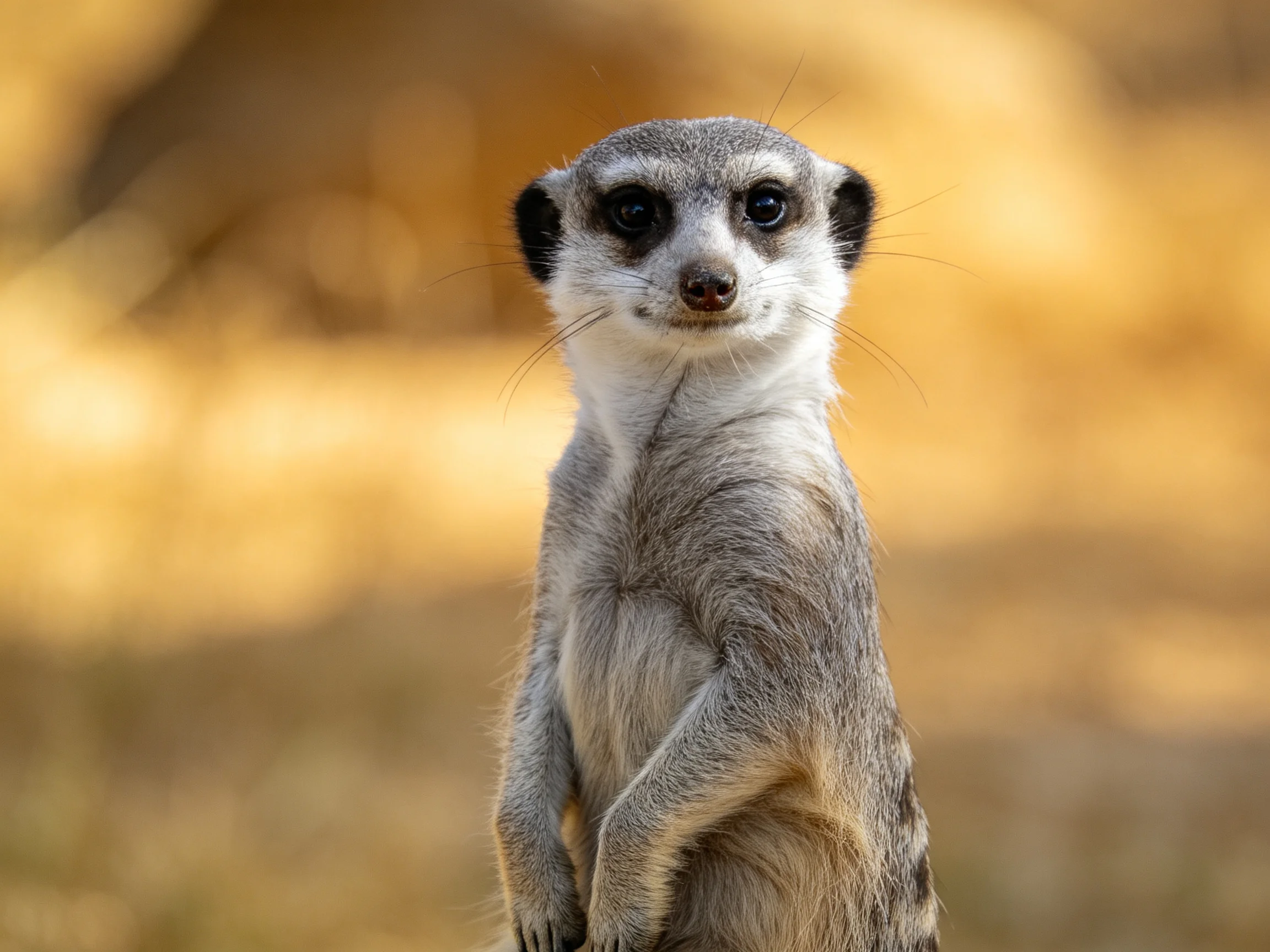 A vigilant meerkat stands upright in sun-drenched savannah