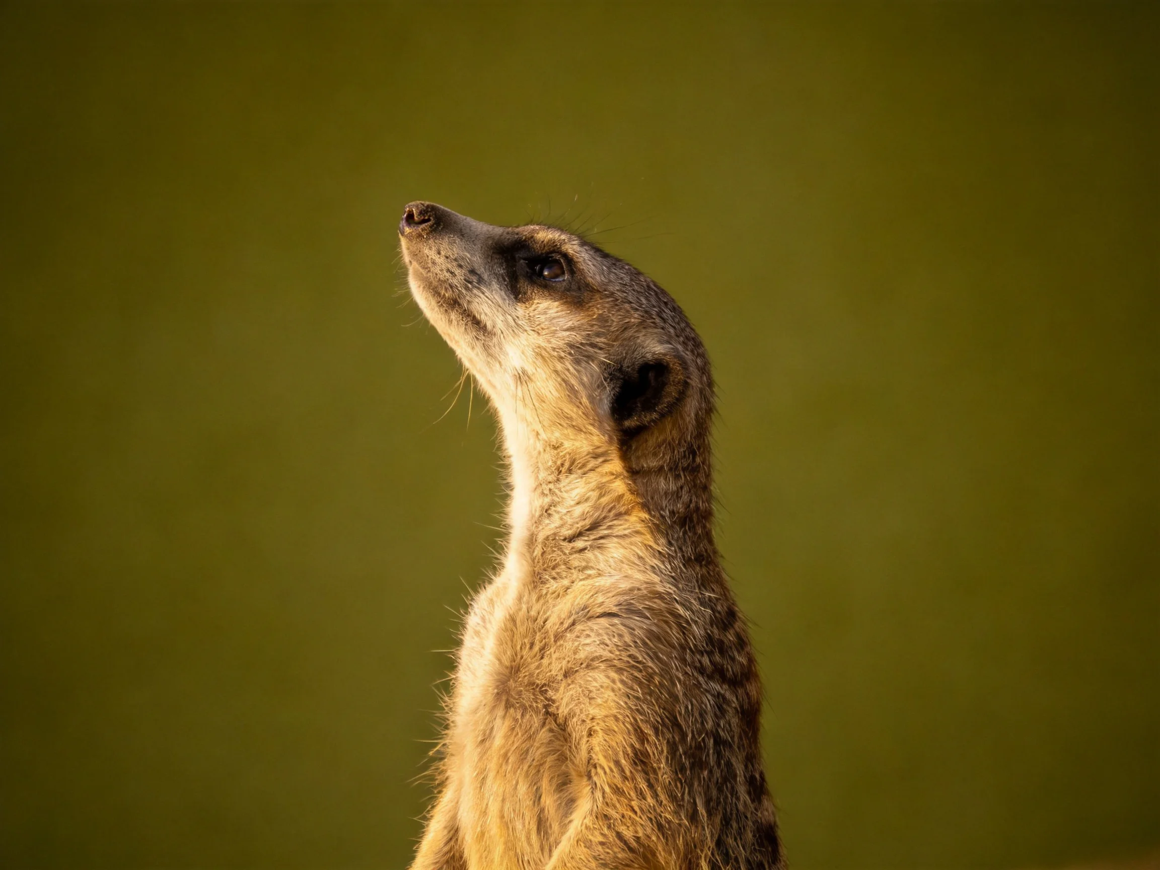 A vigilant meerkat with earthy fur overlooks a solid olive-green background