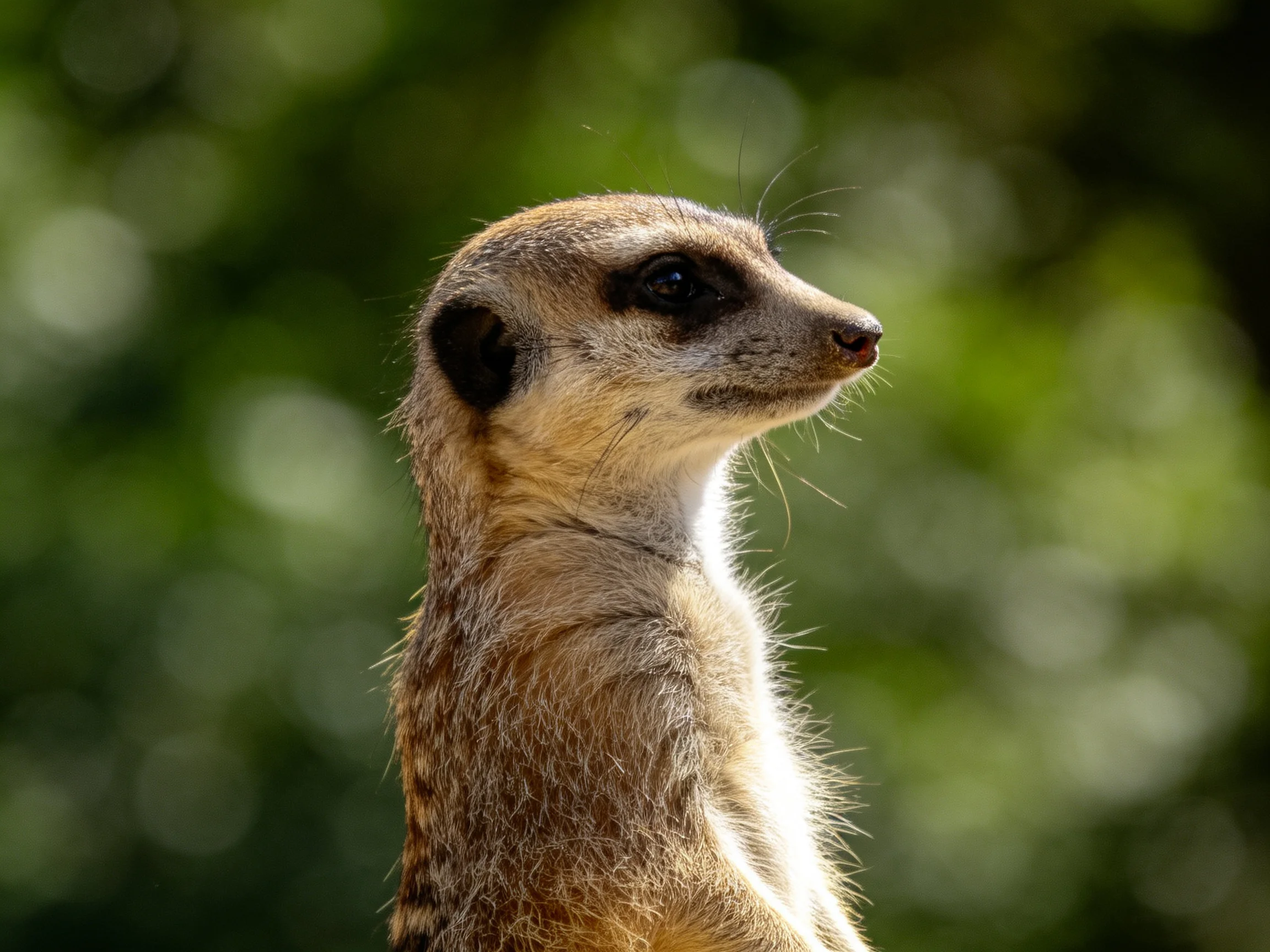 A vigilant meerkat with tan and brown fur amidst lush greenery