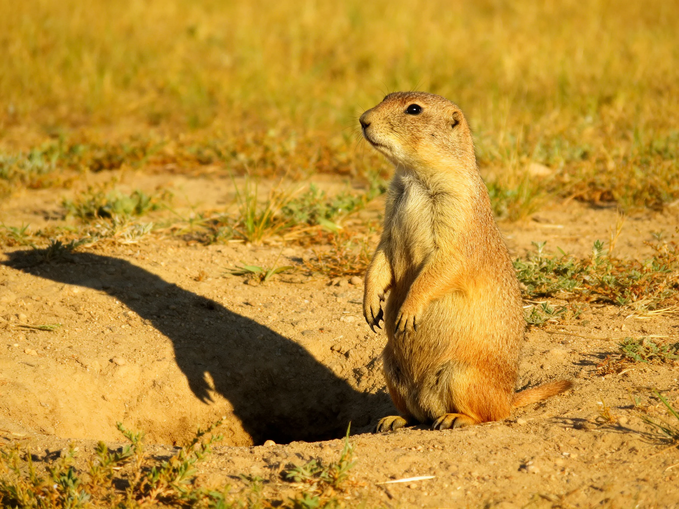 A vigilant prairie dog stands on sandy ground with golden grasses