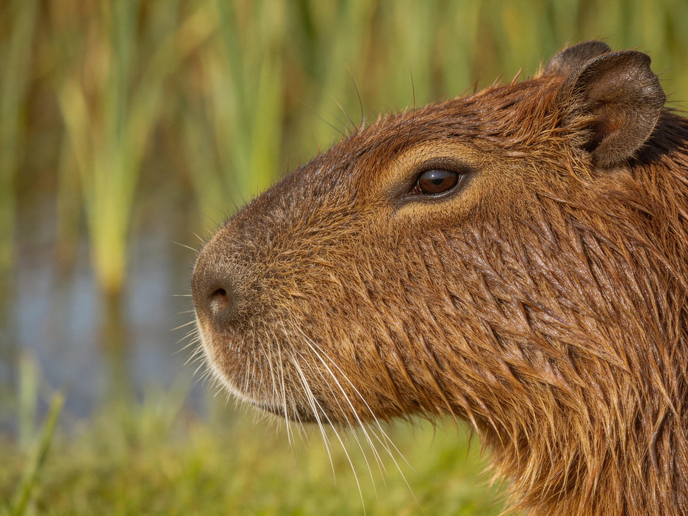 A wet brown capybara in a natural green marsh setting