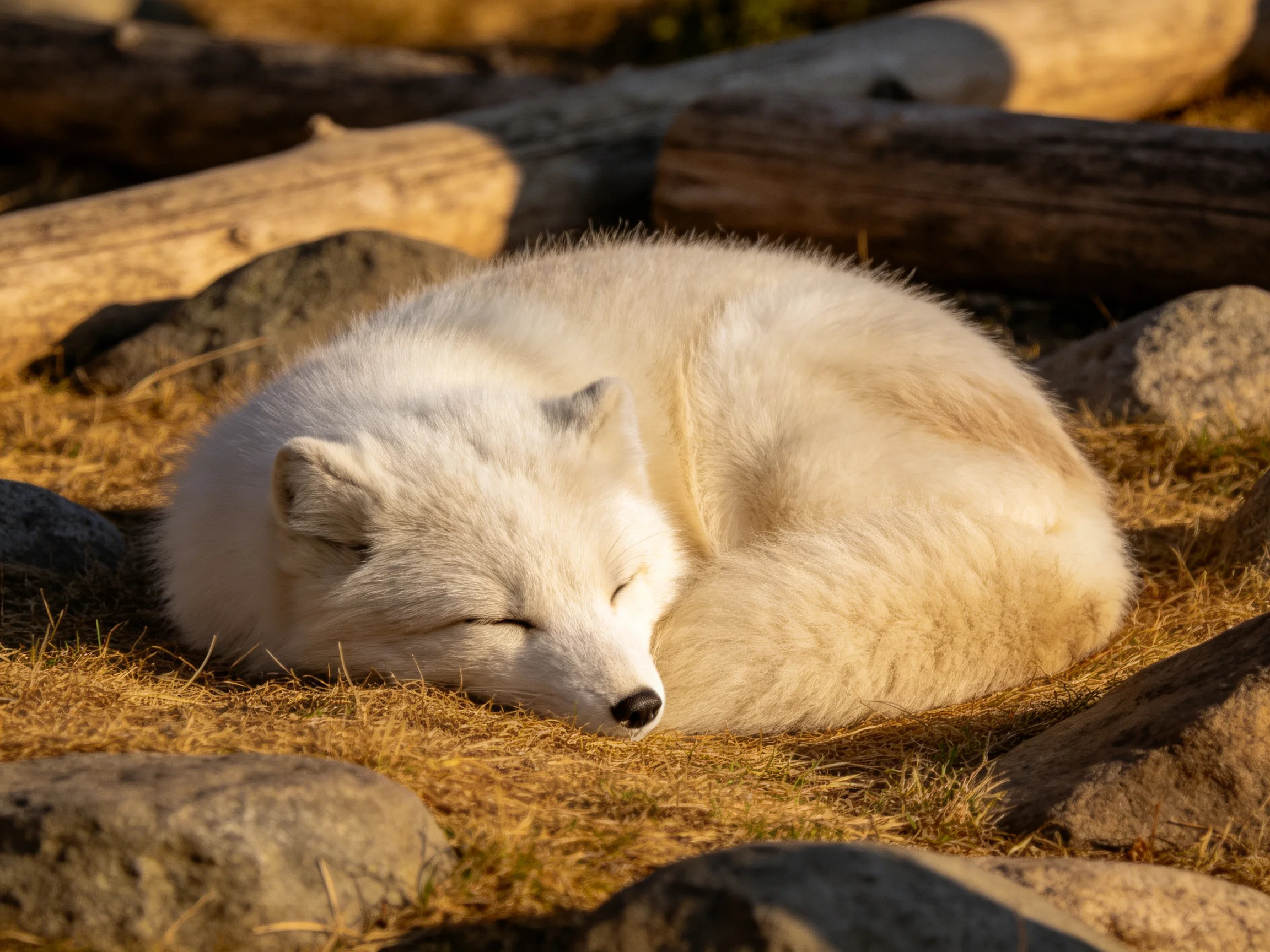 A white arctic fox rests near logs and rocky terrain