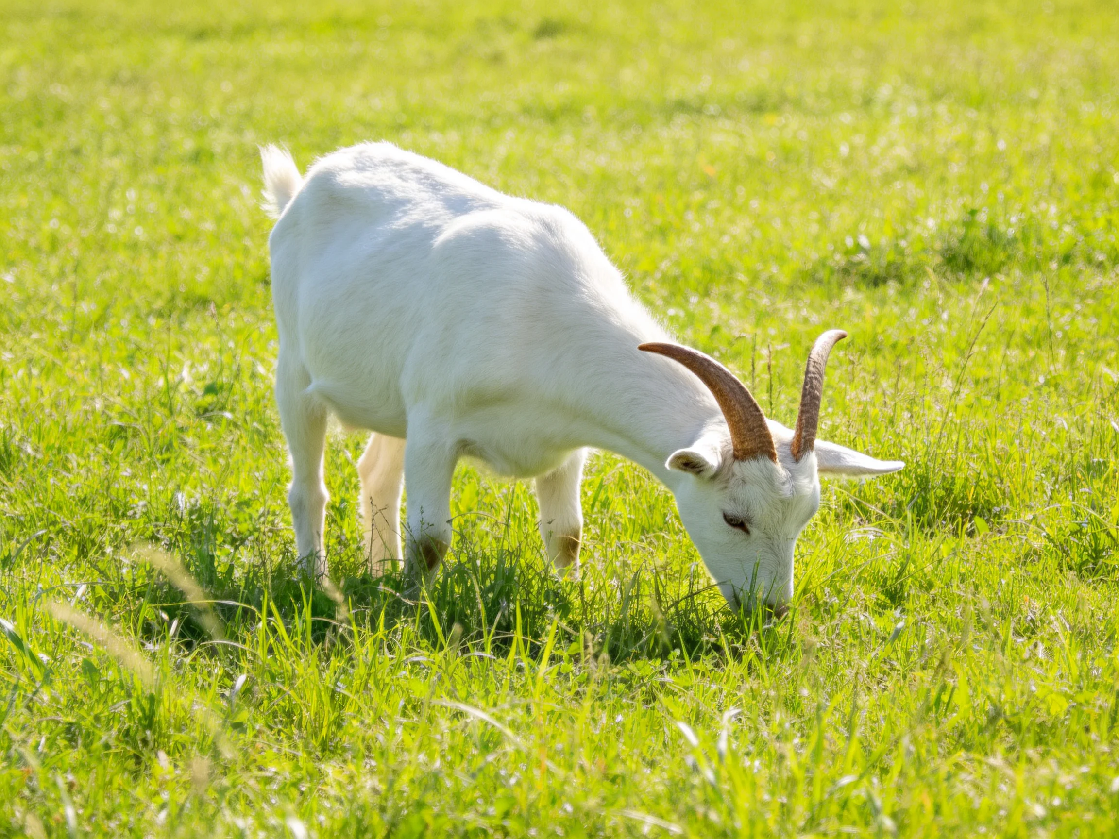 A white goat grazes in a sunlit green pasture.