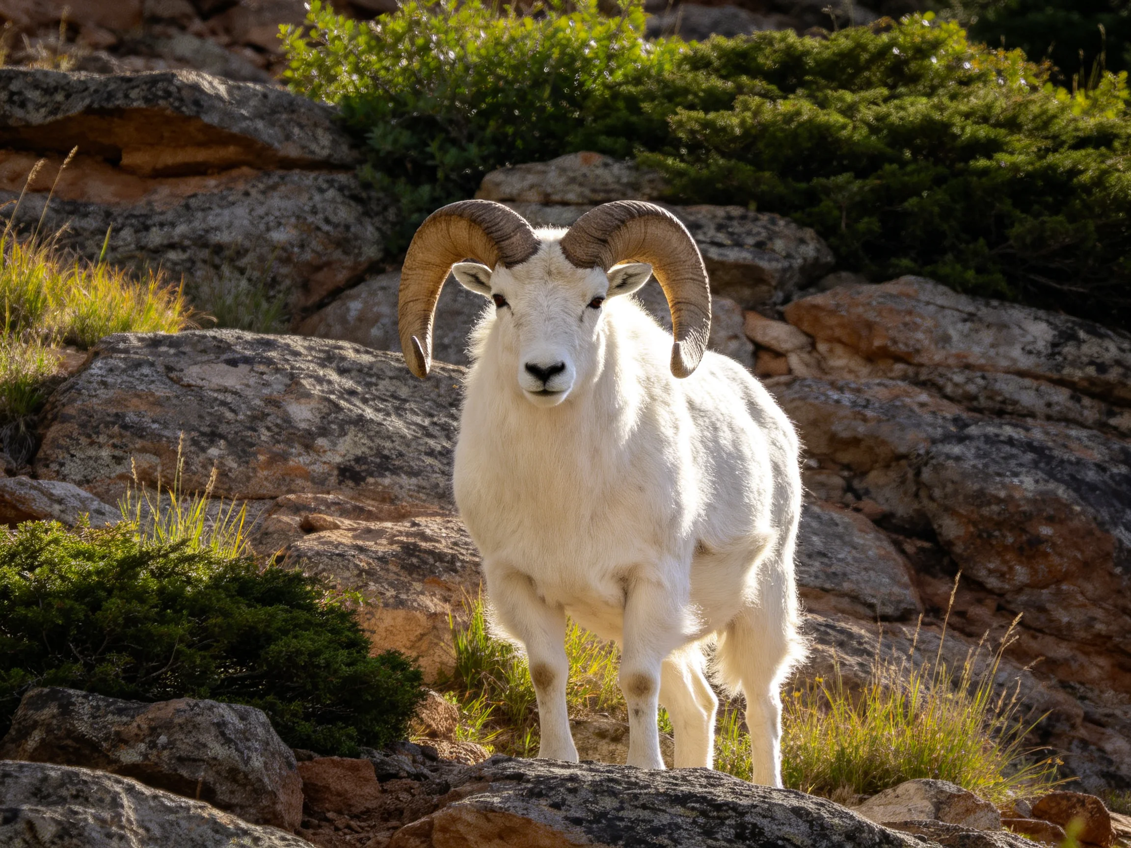 A white horned ram stands on rocky terrain near green vegetation