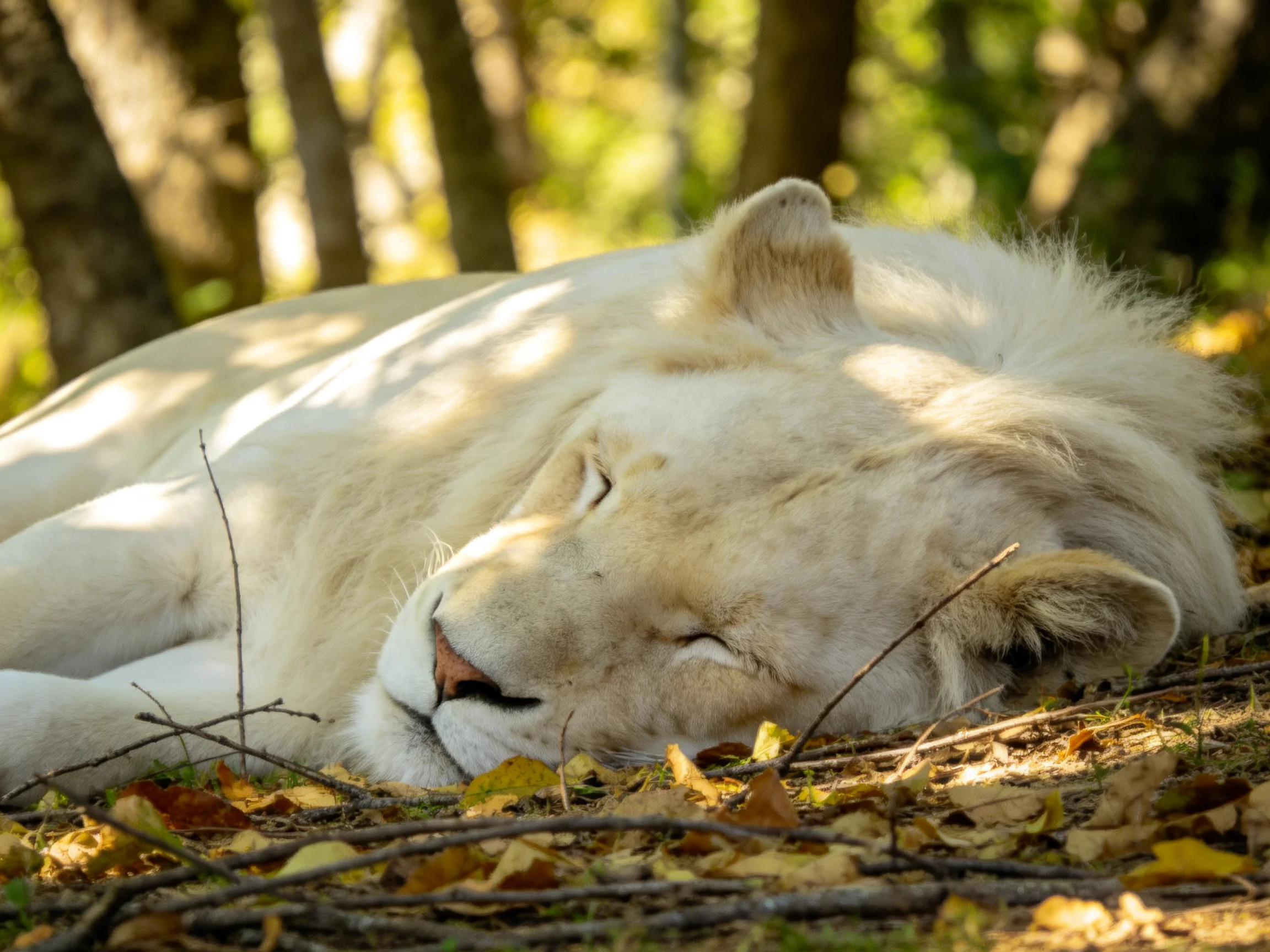 A white lioness rests amid autumn leaves and forest trees