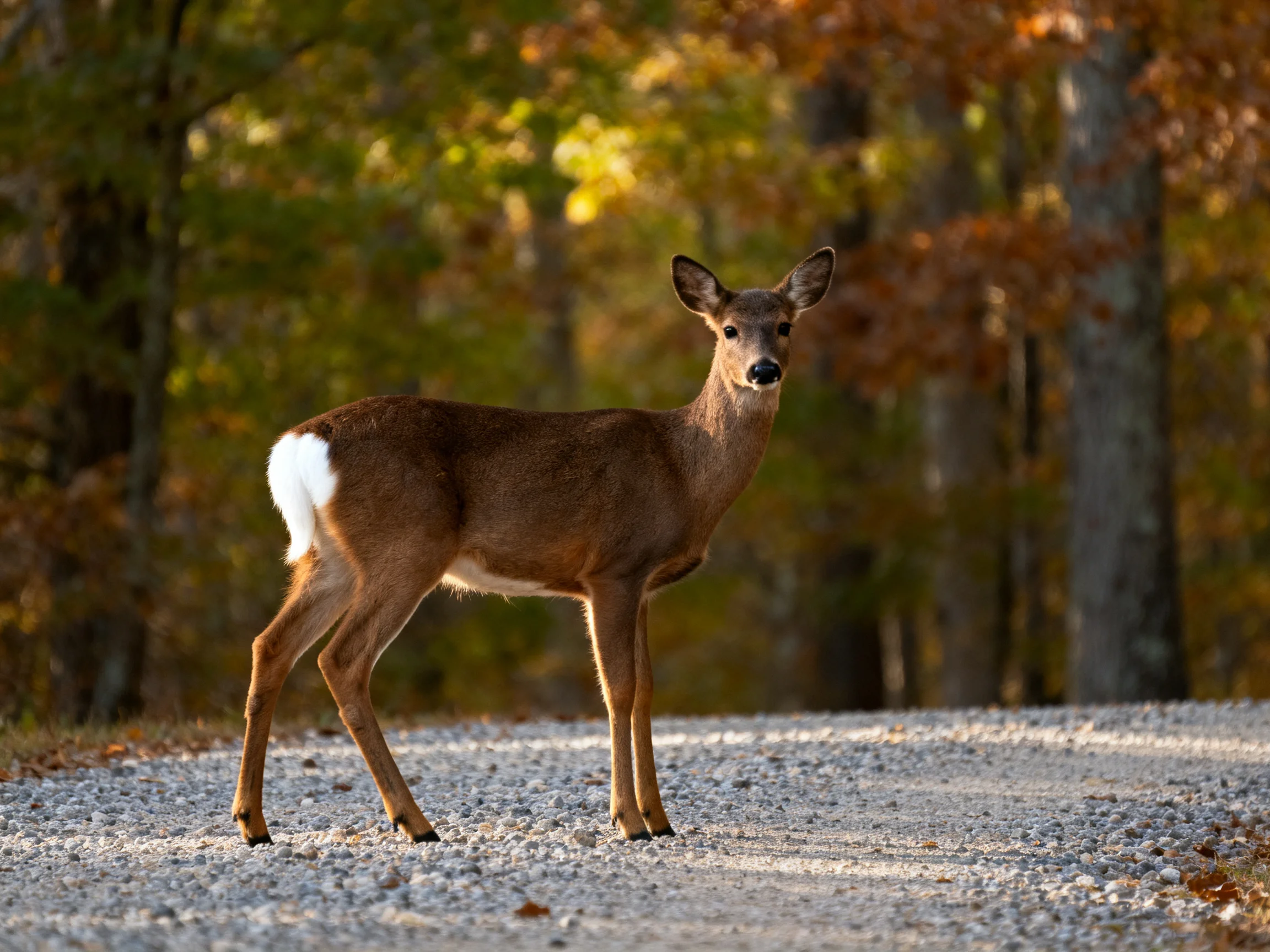 A white-tailed deer on a gravel path in autumn woods