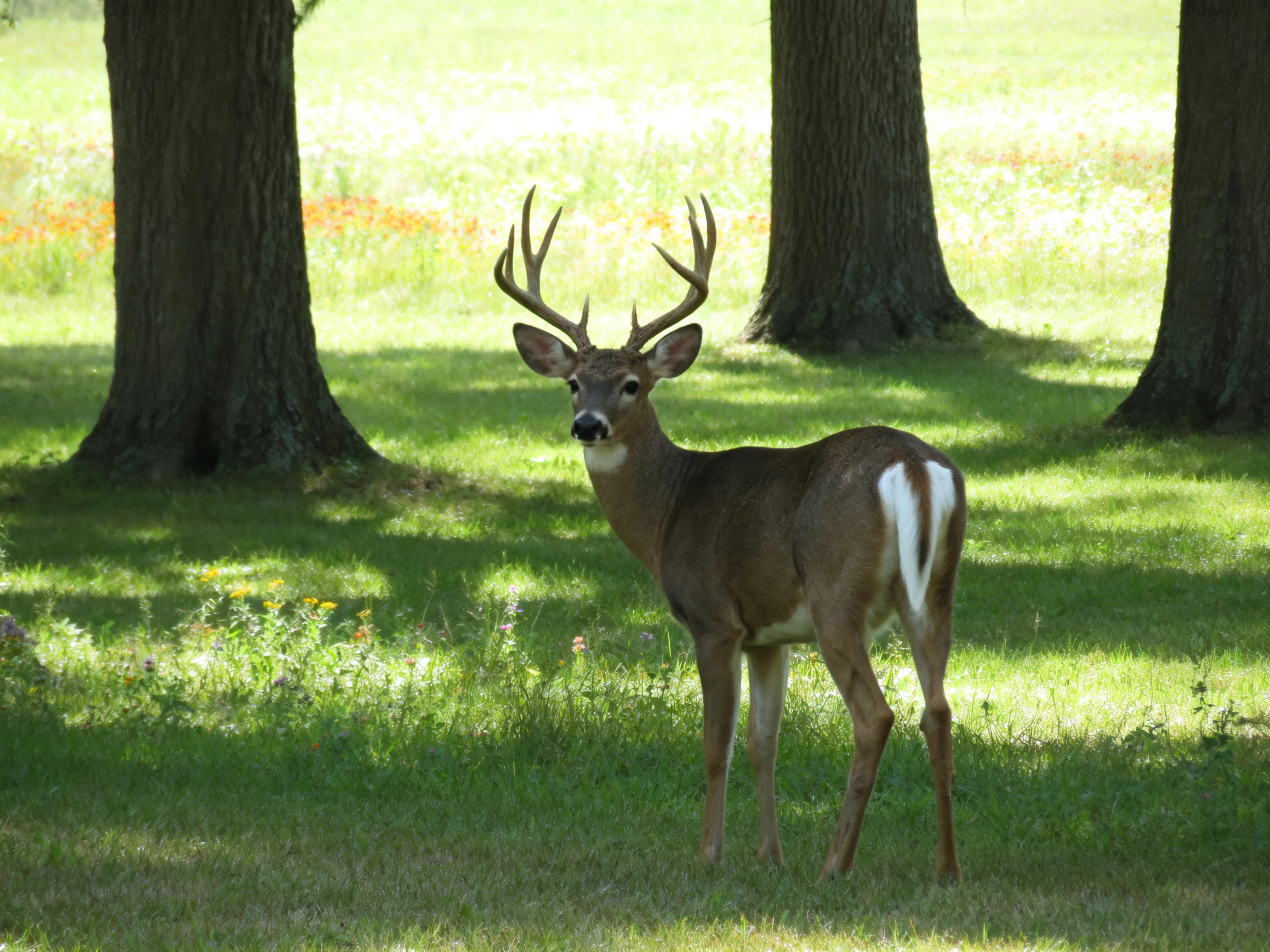 A white-tailed deer with large antlers near thick tree trunks in a sunlit meadow