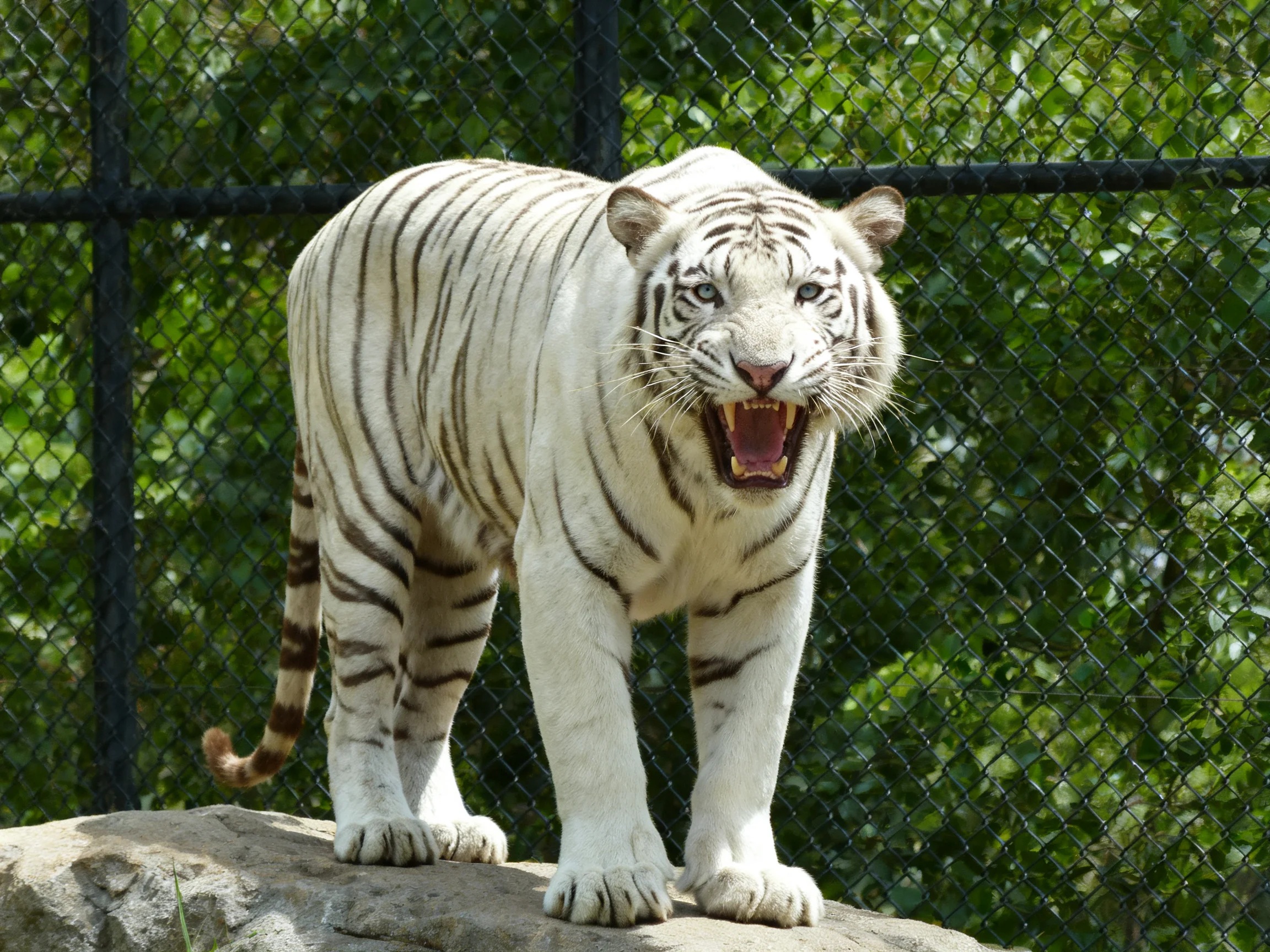 A white tiger roars on a rock near a chain-link fence.