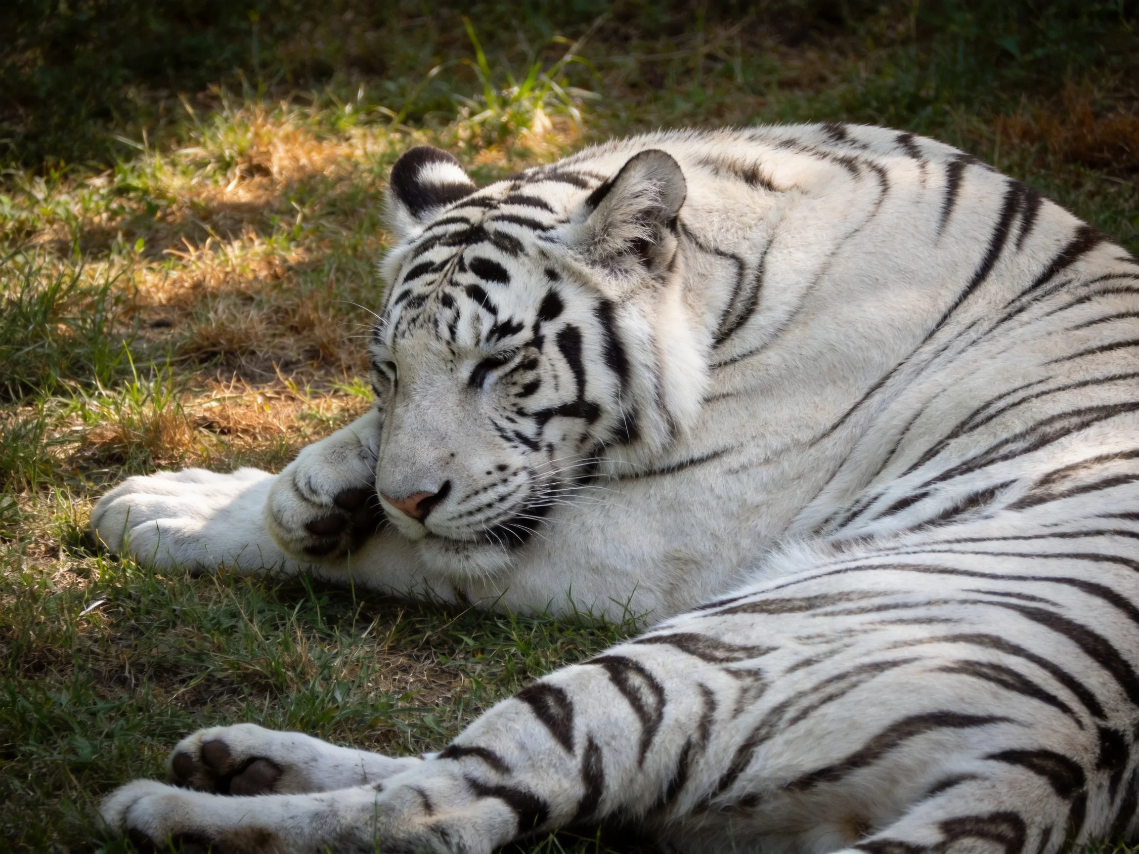 A white tiger with bold black stripes rests on sun-dappled grass