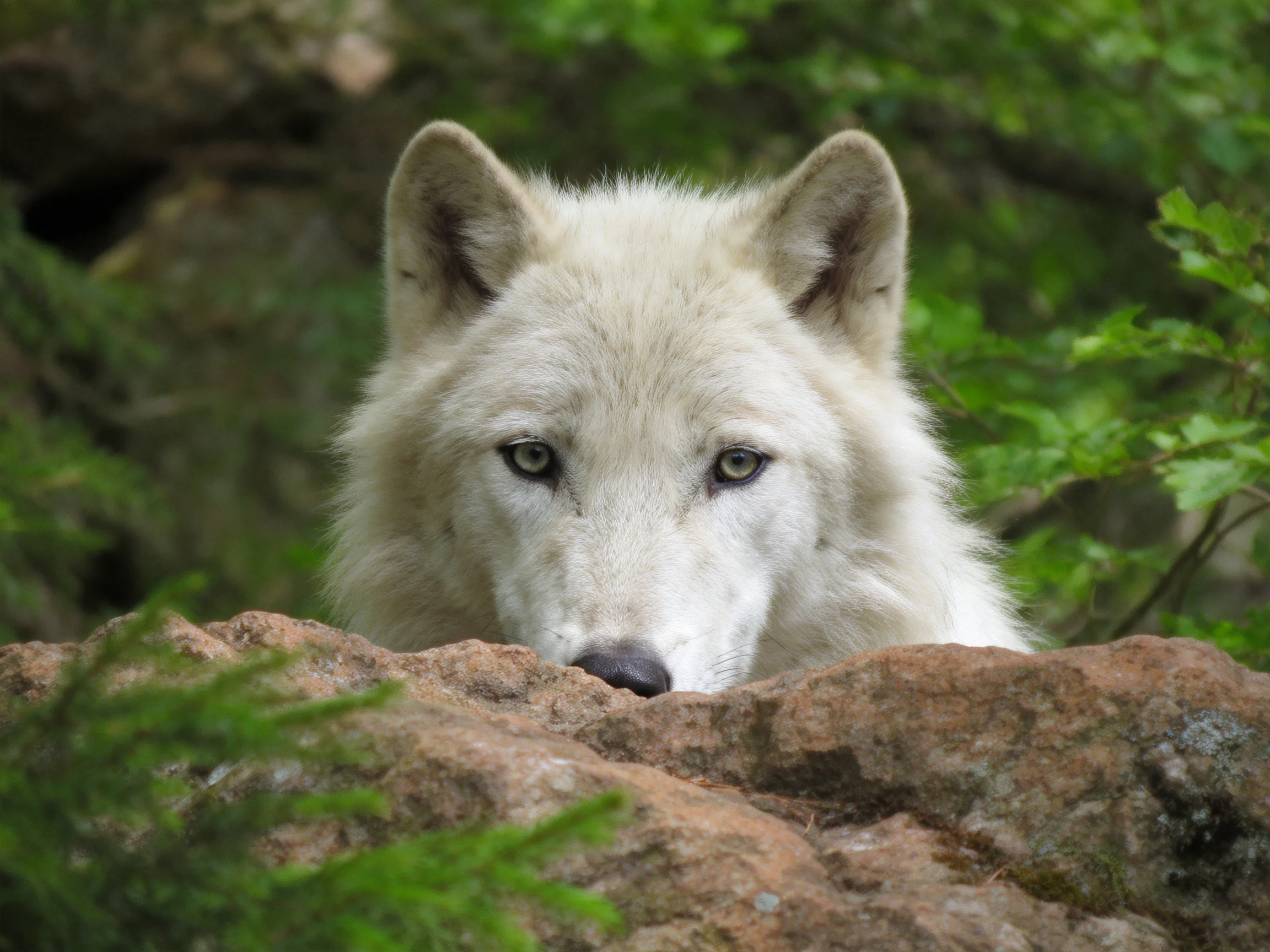 A white wolf peeks over brown rocks surrounded by dense green vegetation.