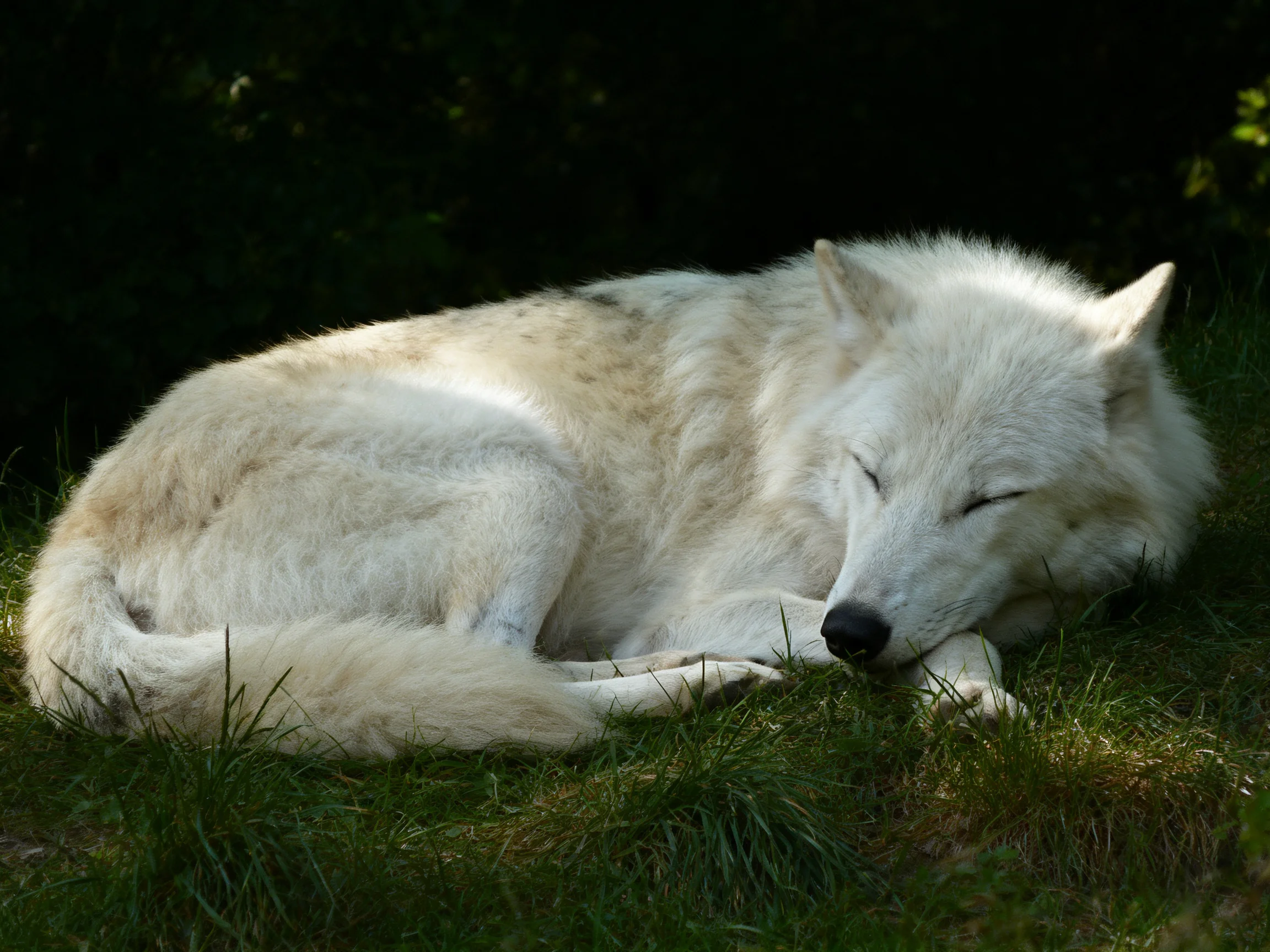 A white wolf sleeps peacefully on grass in a shaded outdoor area.