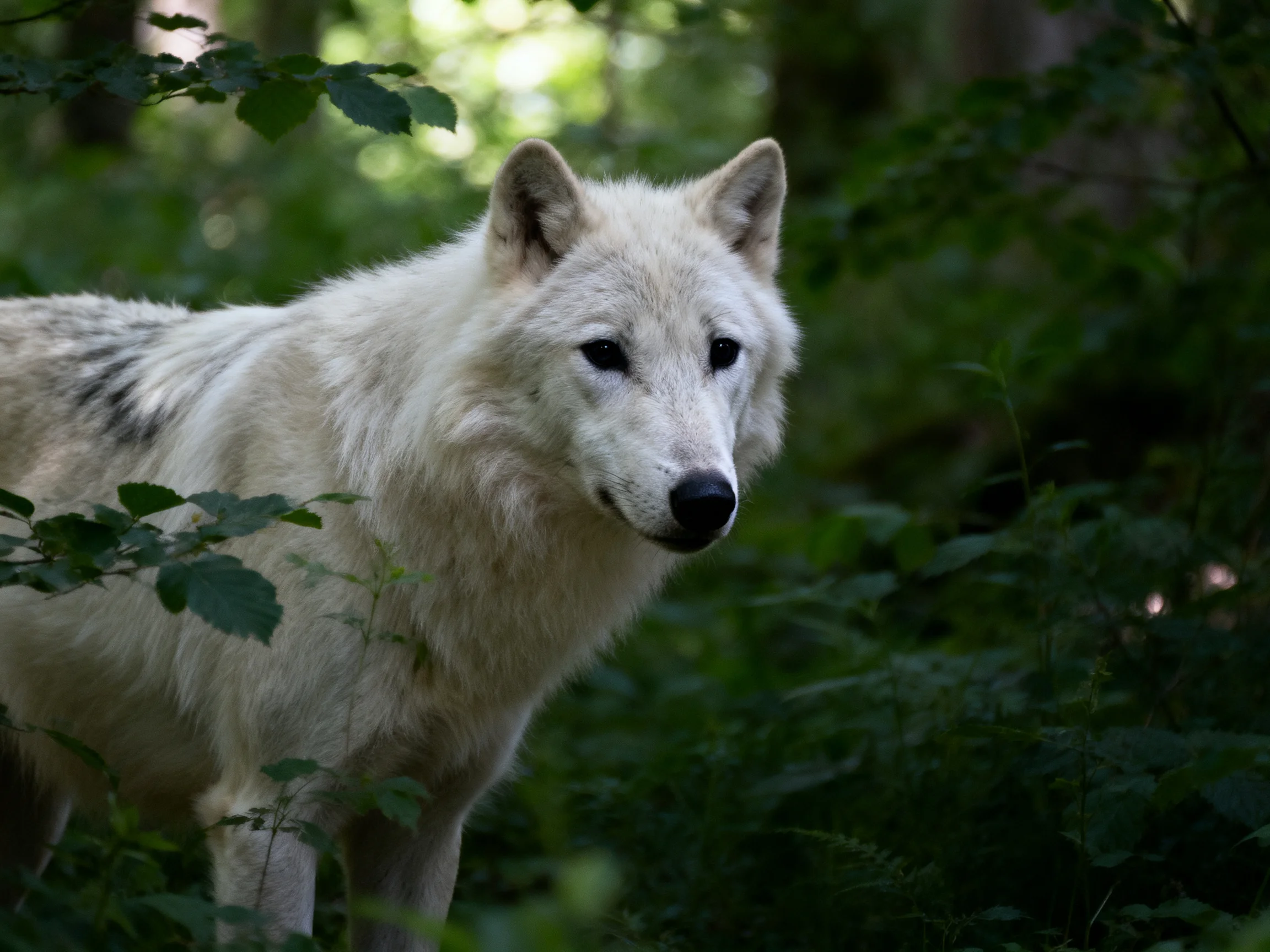 A white wolf stands amid dense green foliage in a sun-dappled forest