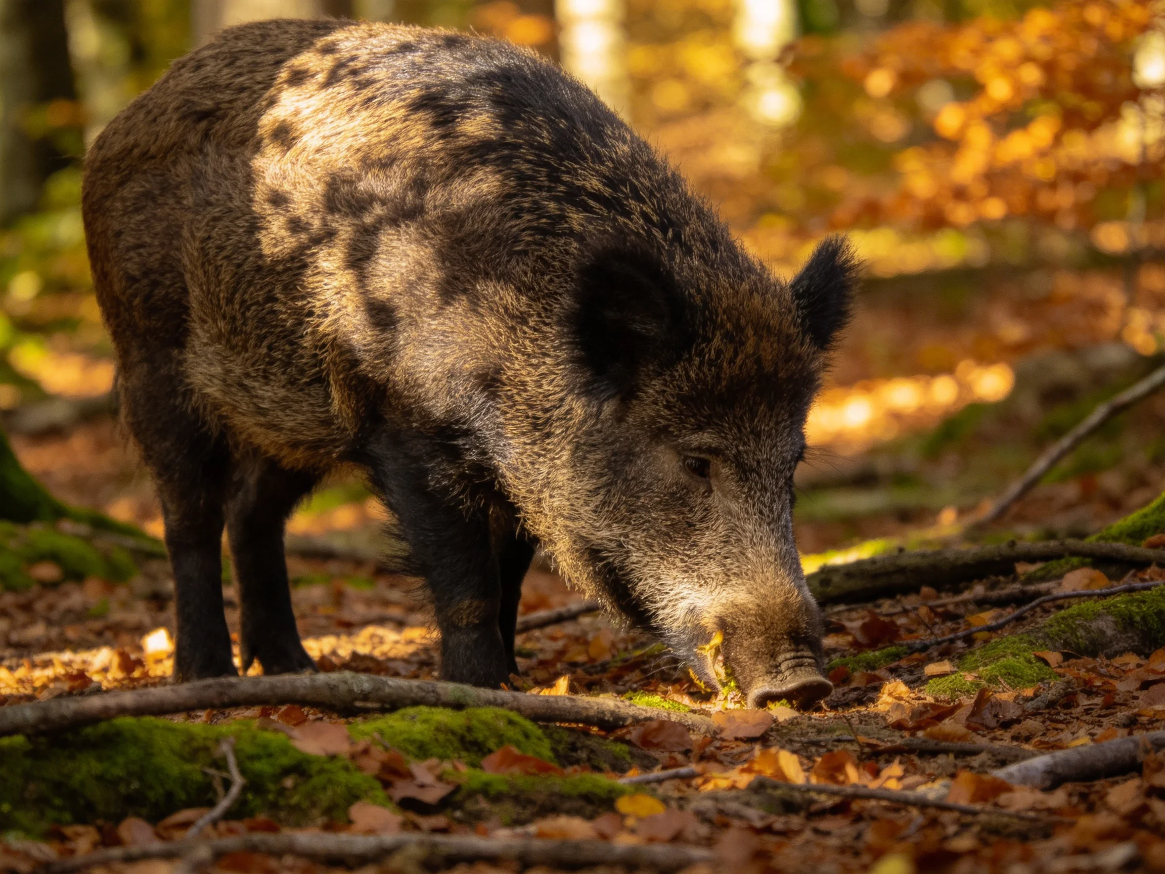 A wild boar forages among autumn foliage in a sun-dappled forest