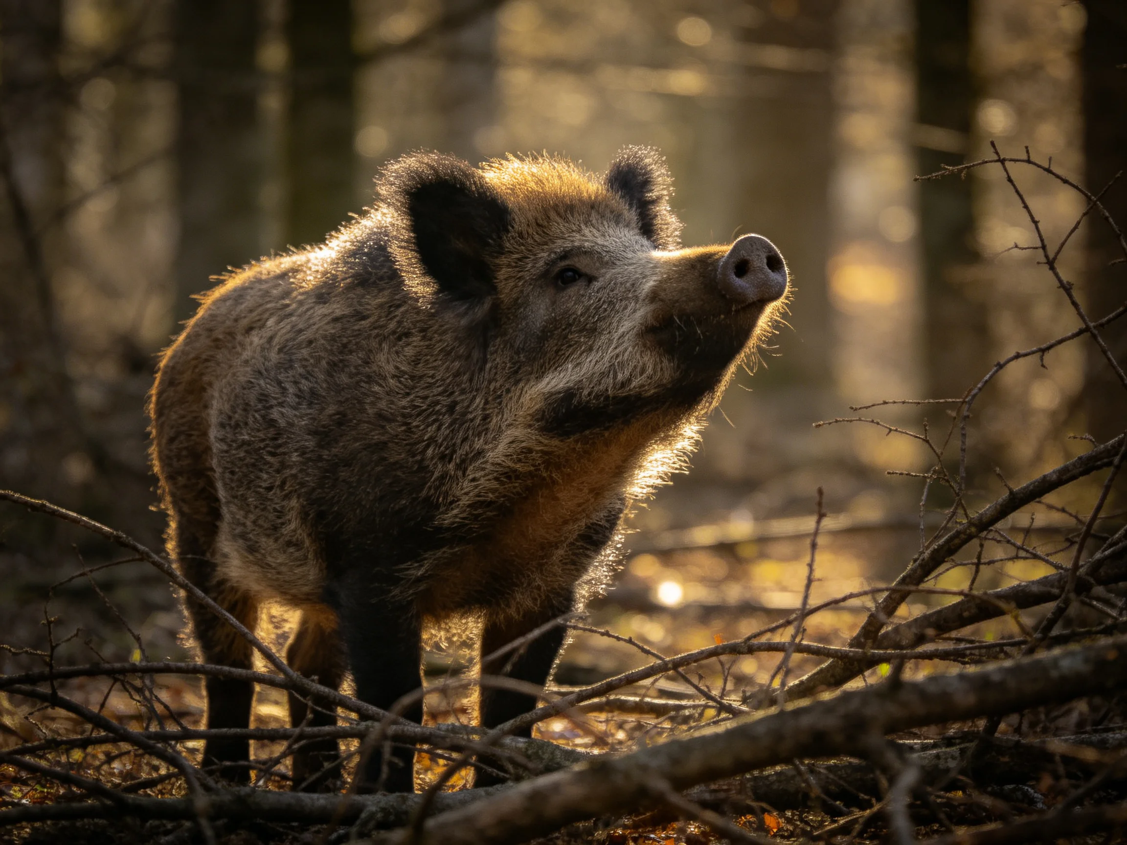 A wild boar stands in a sunlit forest with golden hues