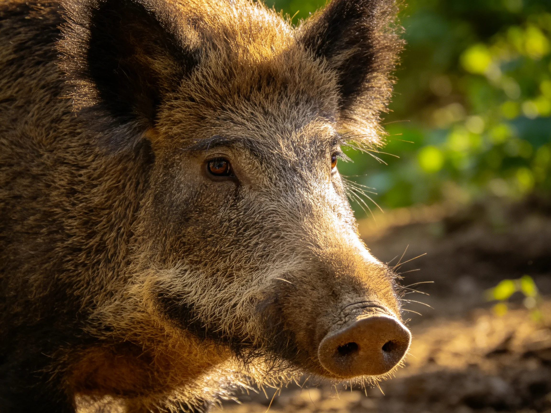A close - up of a wild boar with brown fur in a sunlit natural setting.