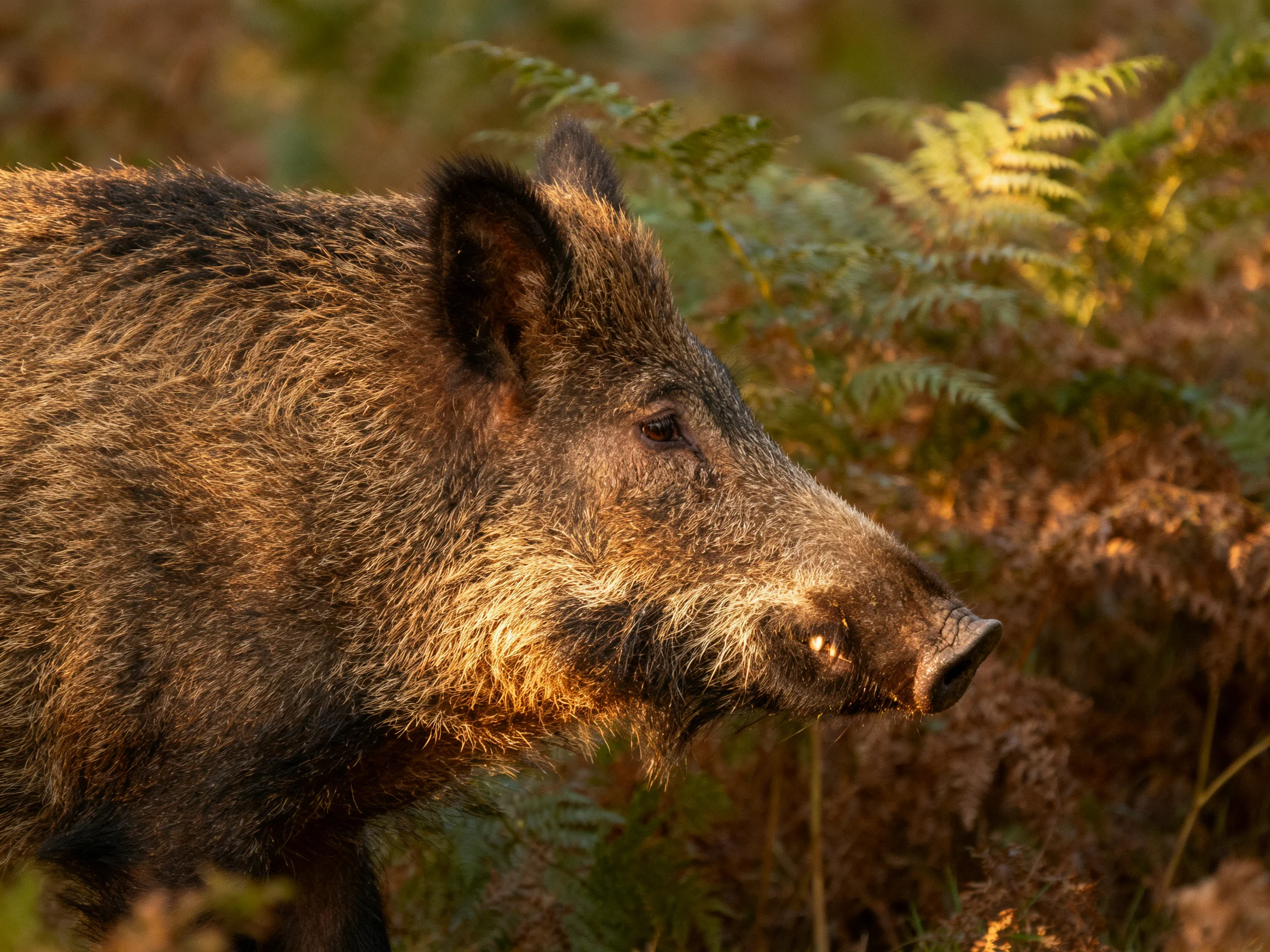 A wild boar stands among ferns in a sunlit forest.