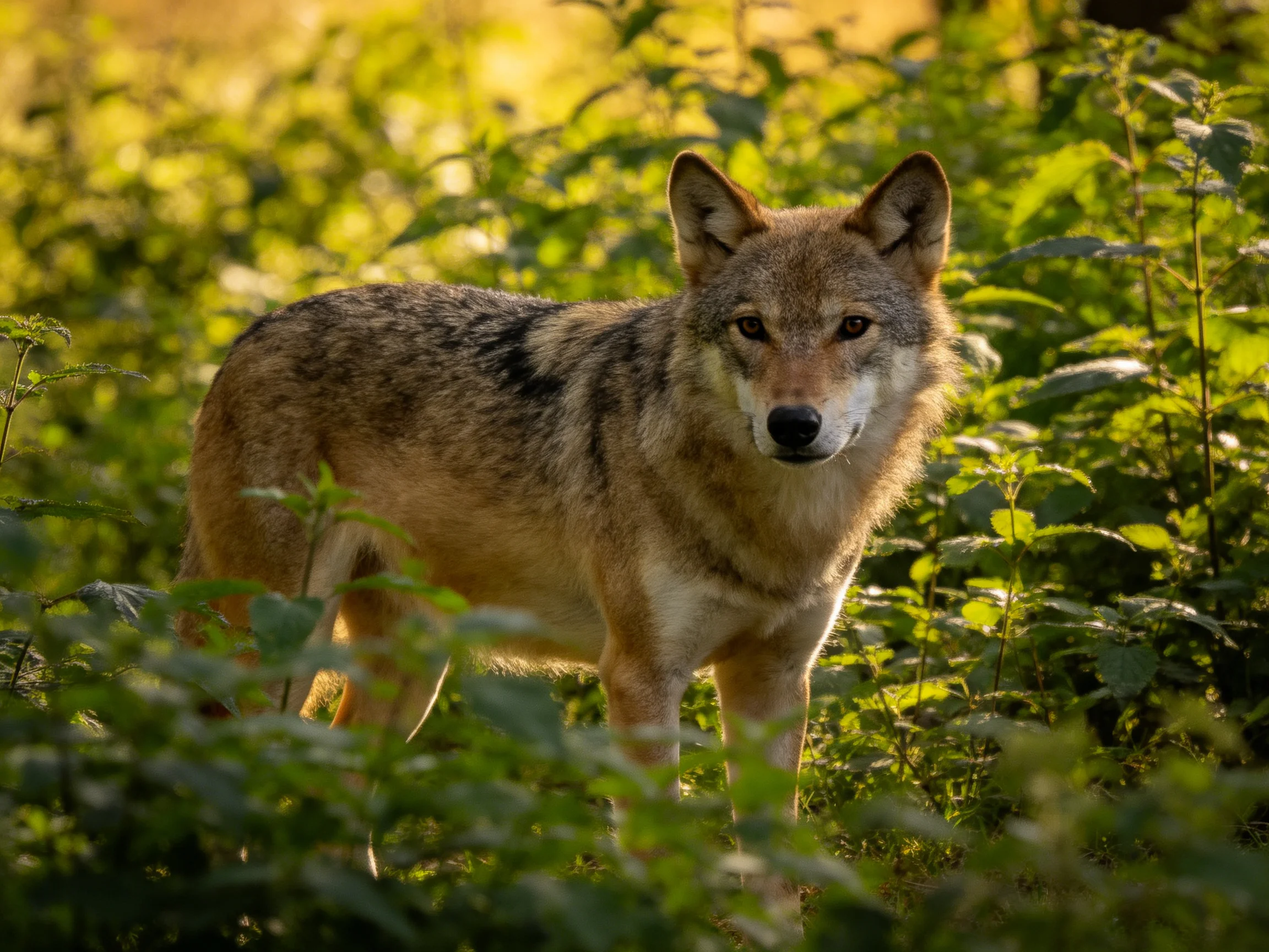 A wild canid in dense, sunlit greenery