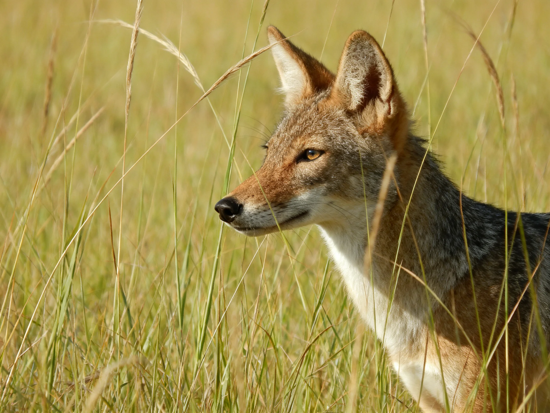 A wild canid in tall golden grasses under bright sunlight