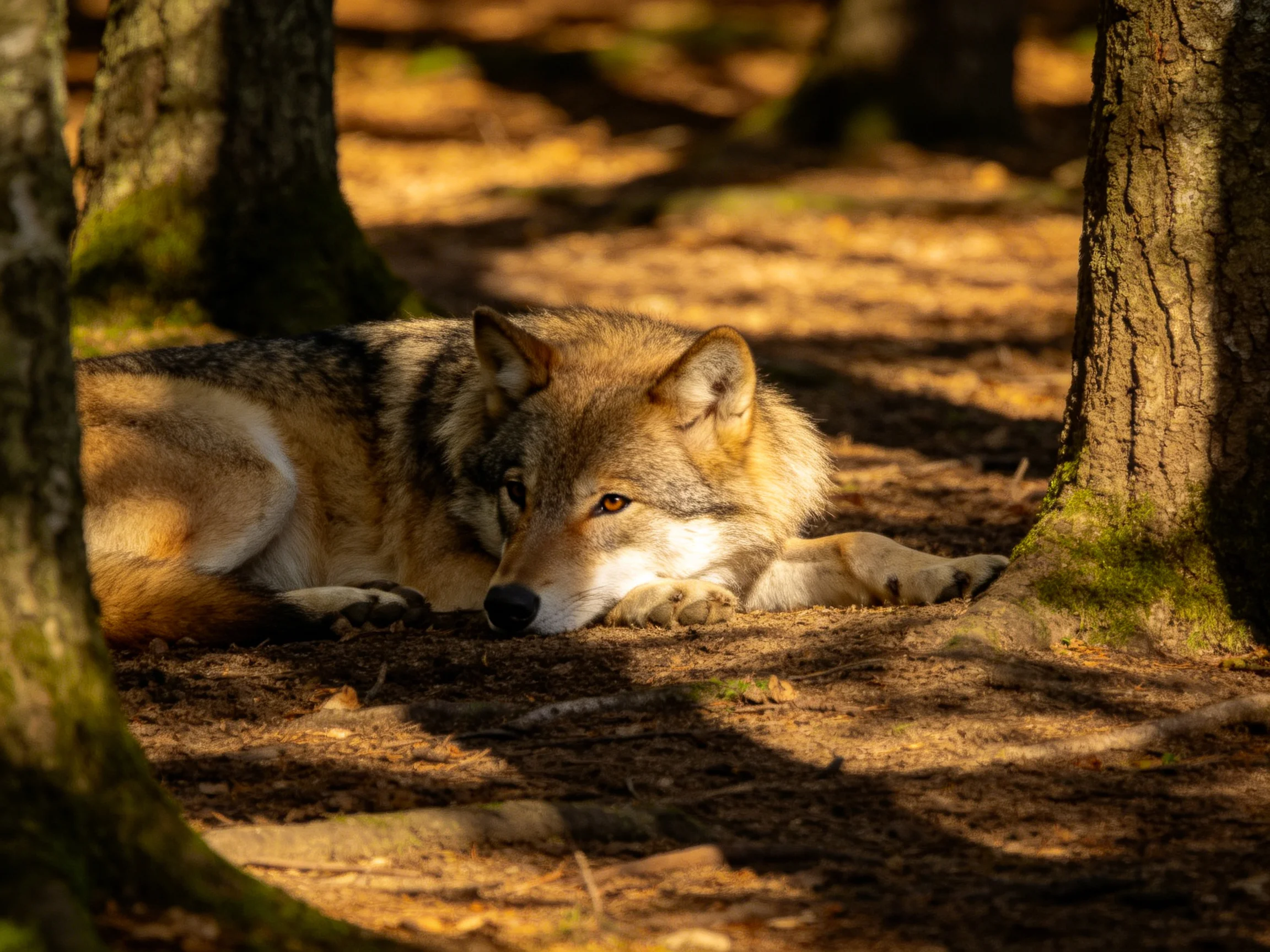 A wolf rests amid moss-covered trees in golden woodland