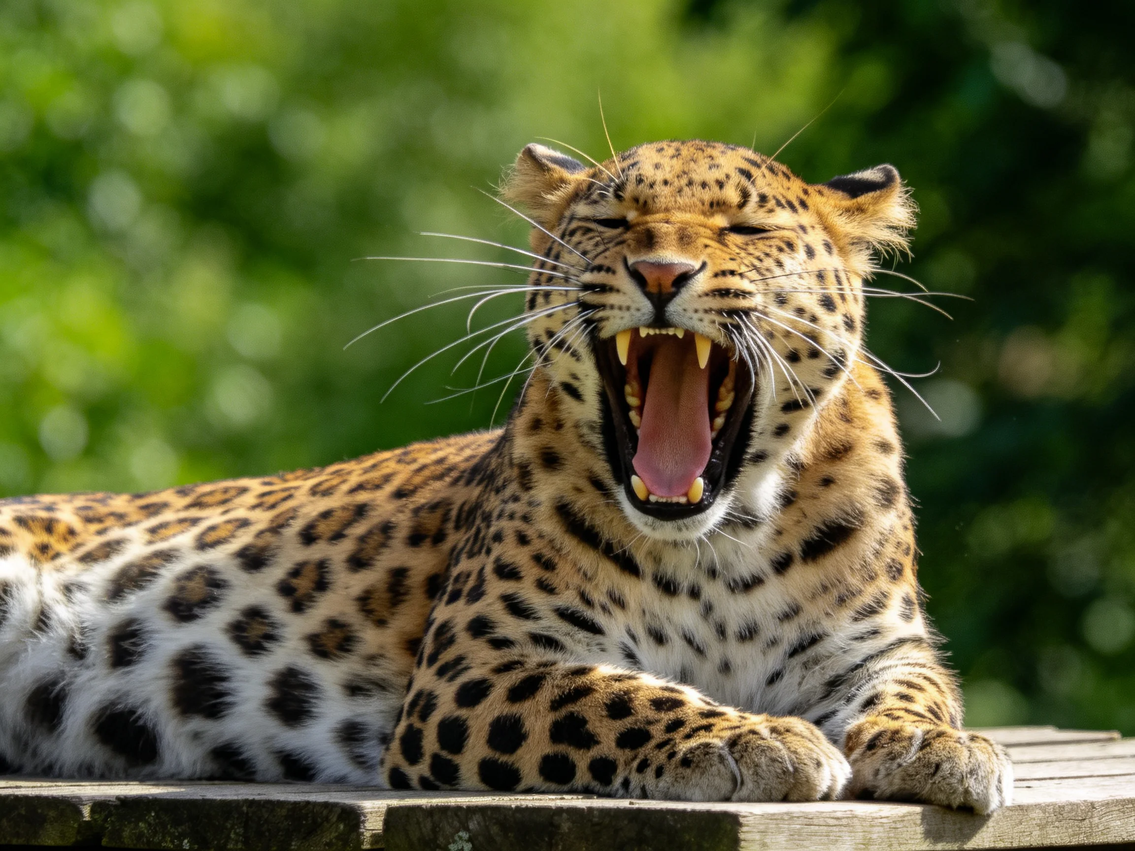 A yawning leopard with golden fur and black spots rests on a wooden platform