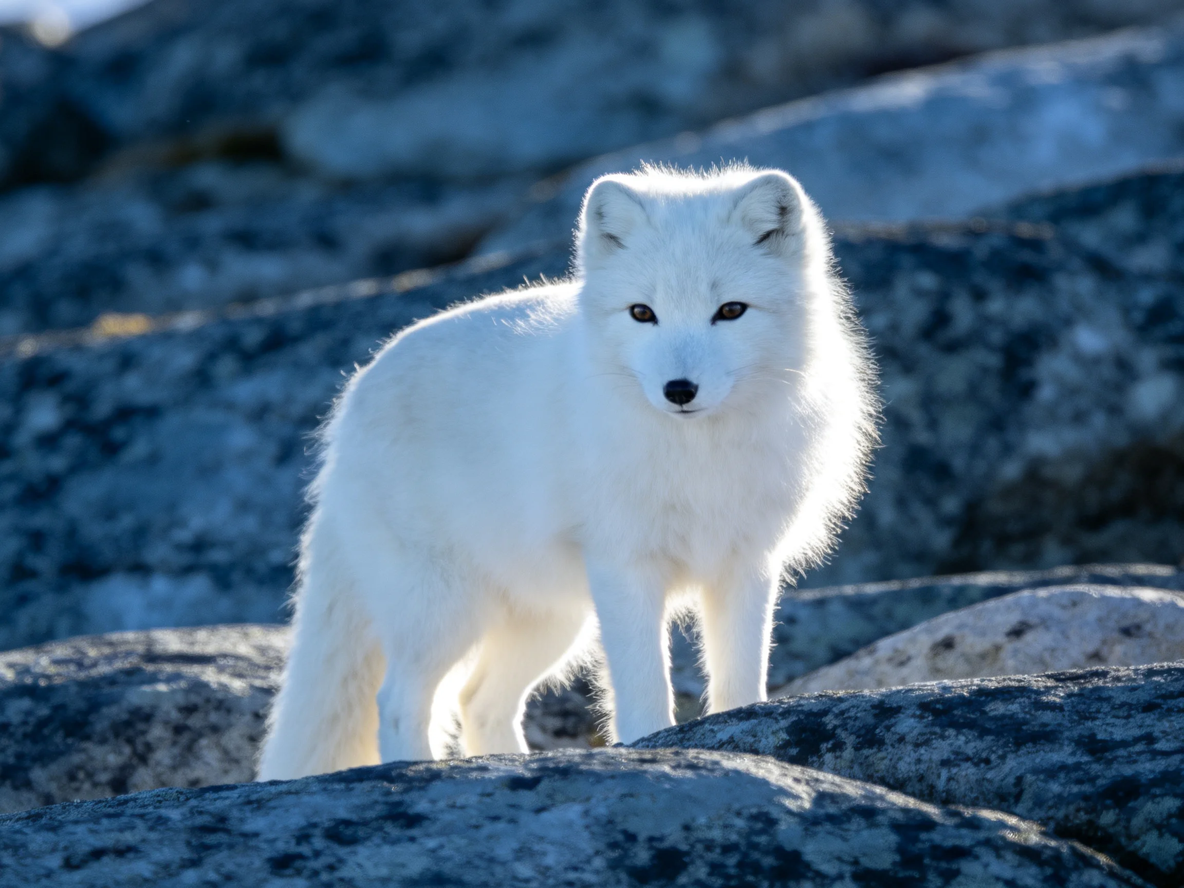 A young Arctic fox with thick white fur stands among large, dark rocks in bright sunlight
