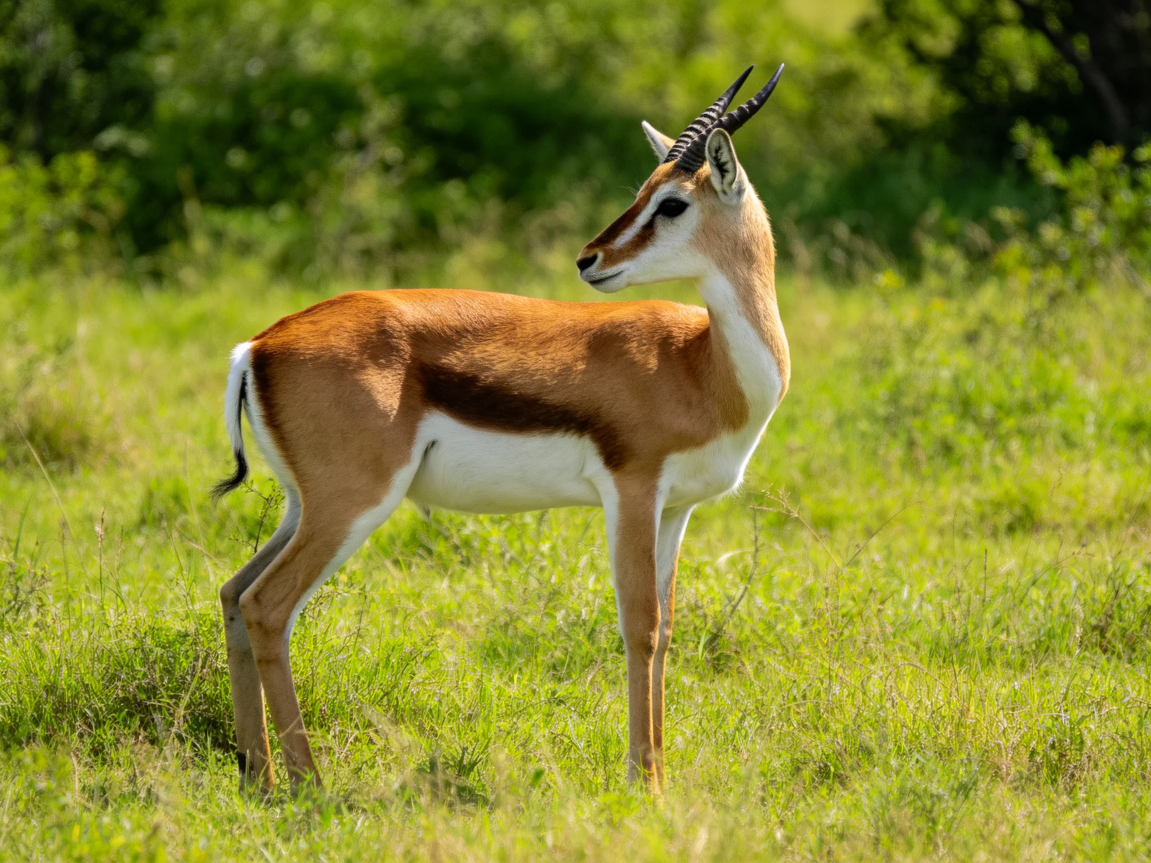 A young antelope with brown and white fur in a sunlit meadow
