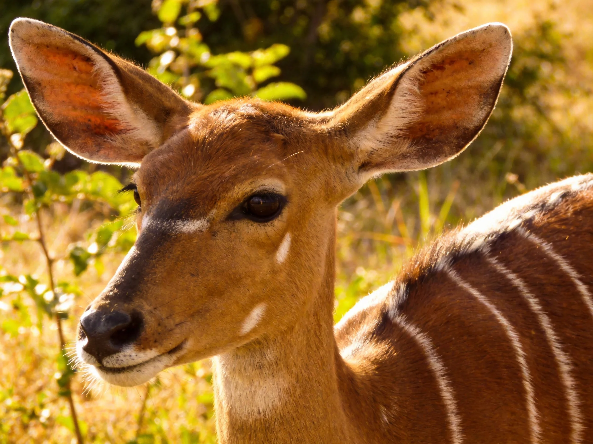 A young antelope with brown fur and white stripes