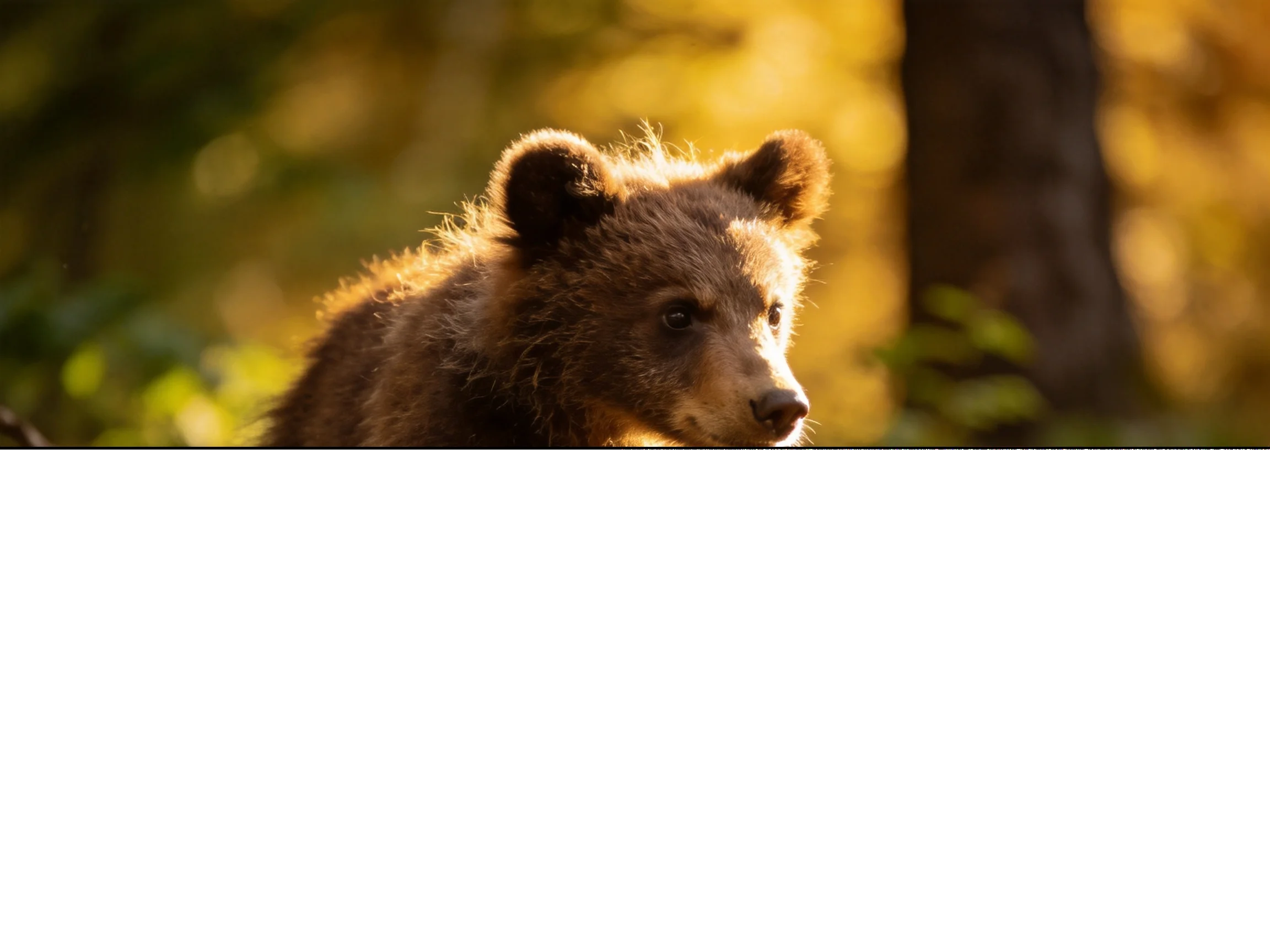 A young brown bear cub in sun-drenched forest surroundings