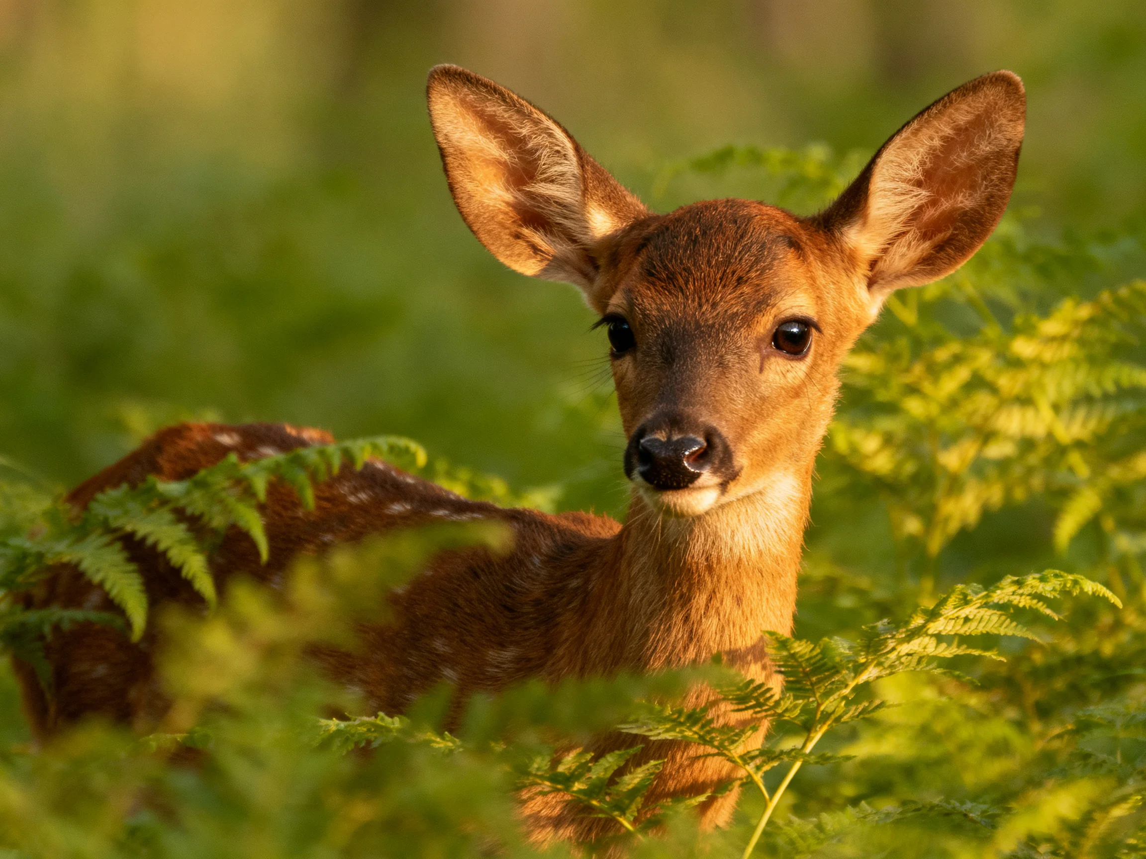 A young brown fawn nestled amid vibrant green fern foliage