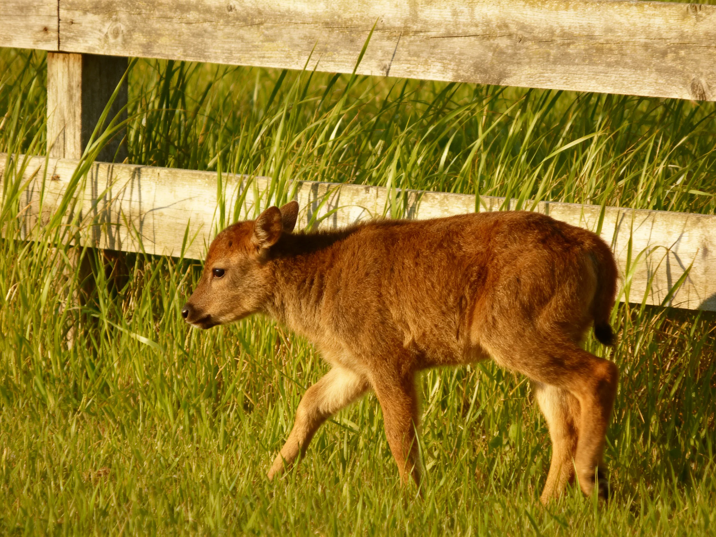 A young brown fawn moves through tall grass beside an old wooden fence.