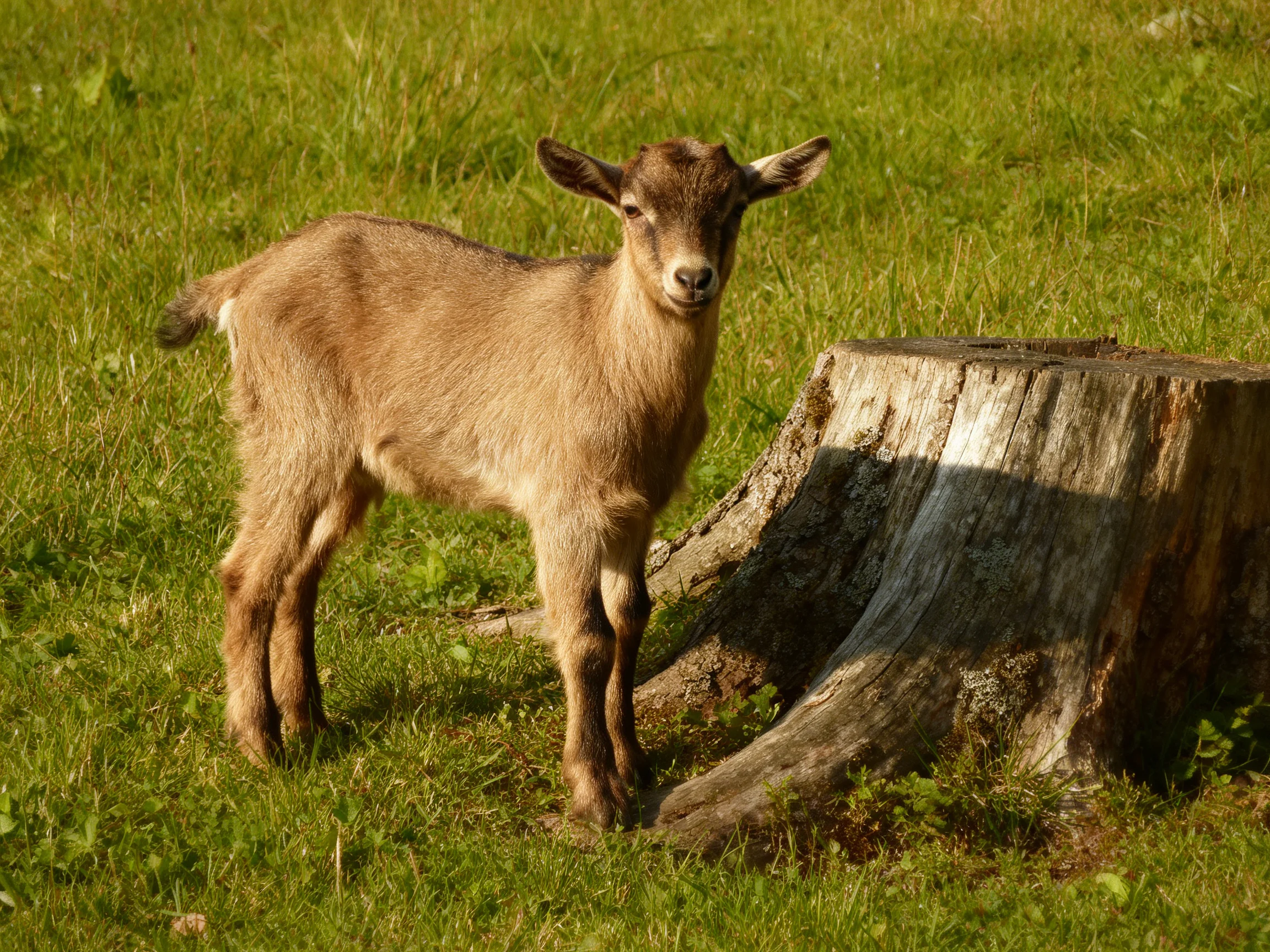A young brown goat stands near a large tree stump in a grassy area.