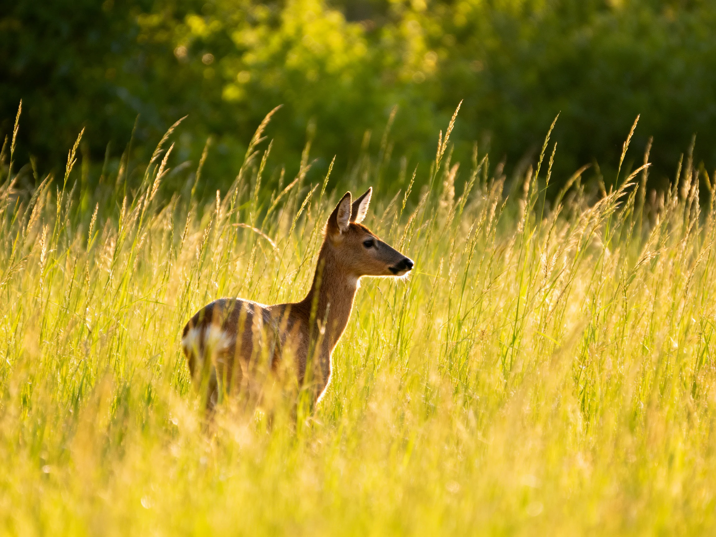 A young deer blends into tall golden grasses near lush green trees