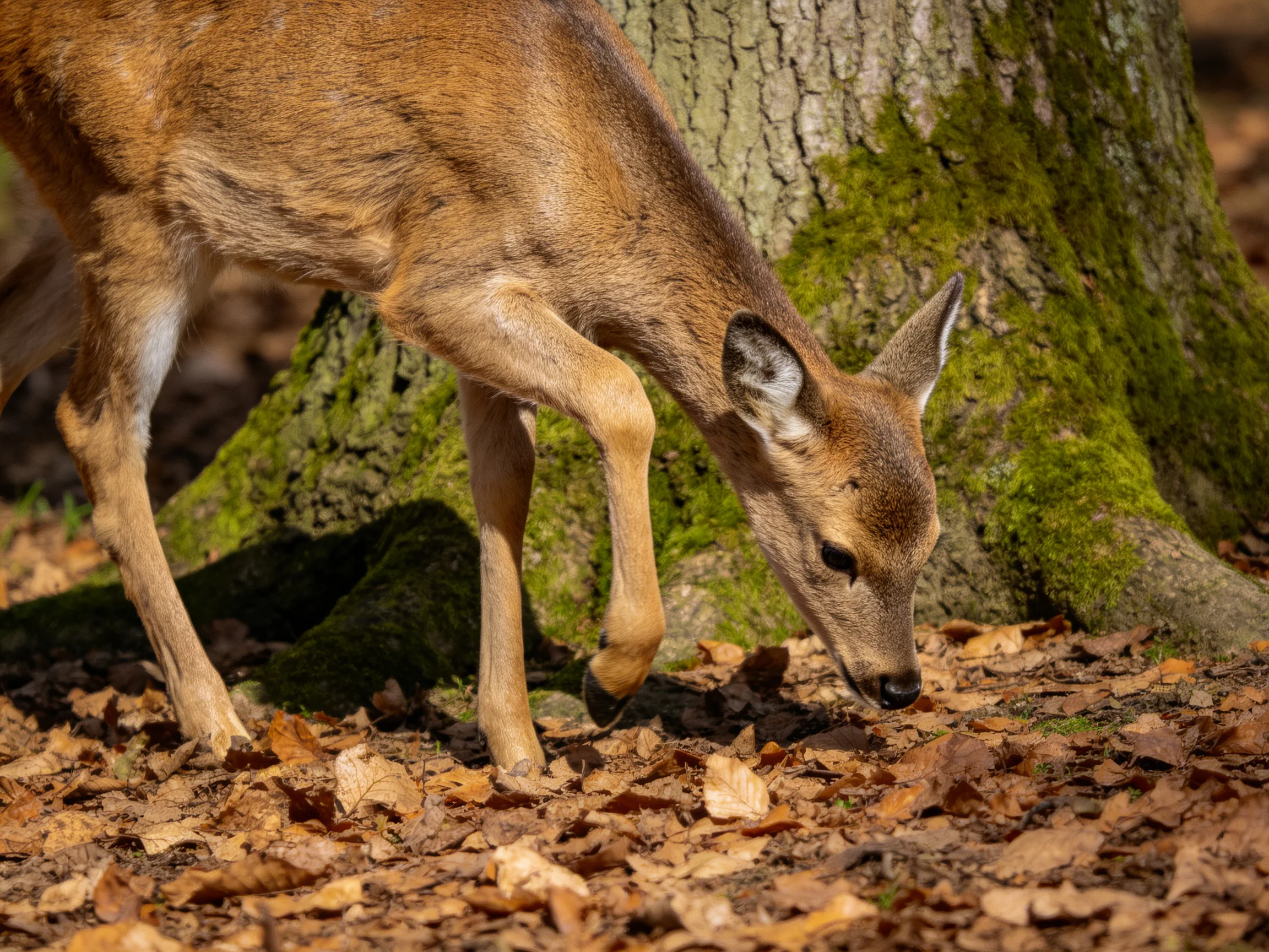 A young deer sniffs the ground near a mossy tree trunk in a leaf-strewn forest.