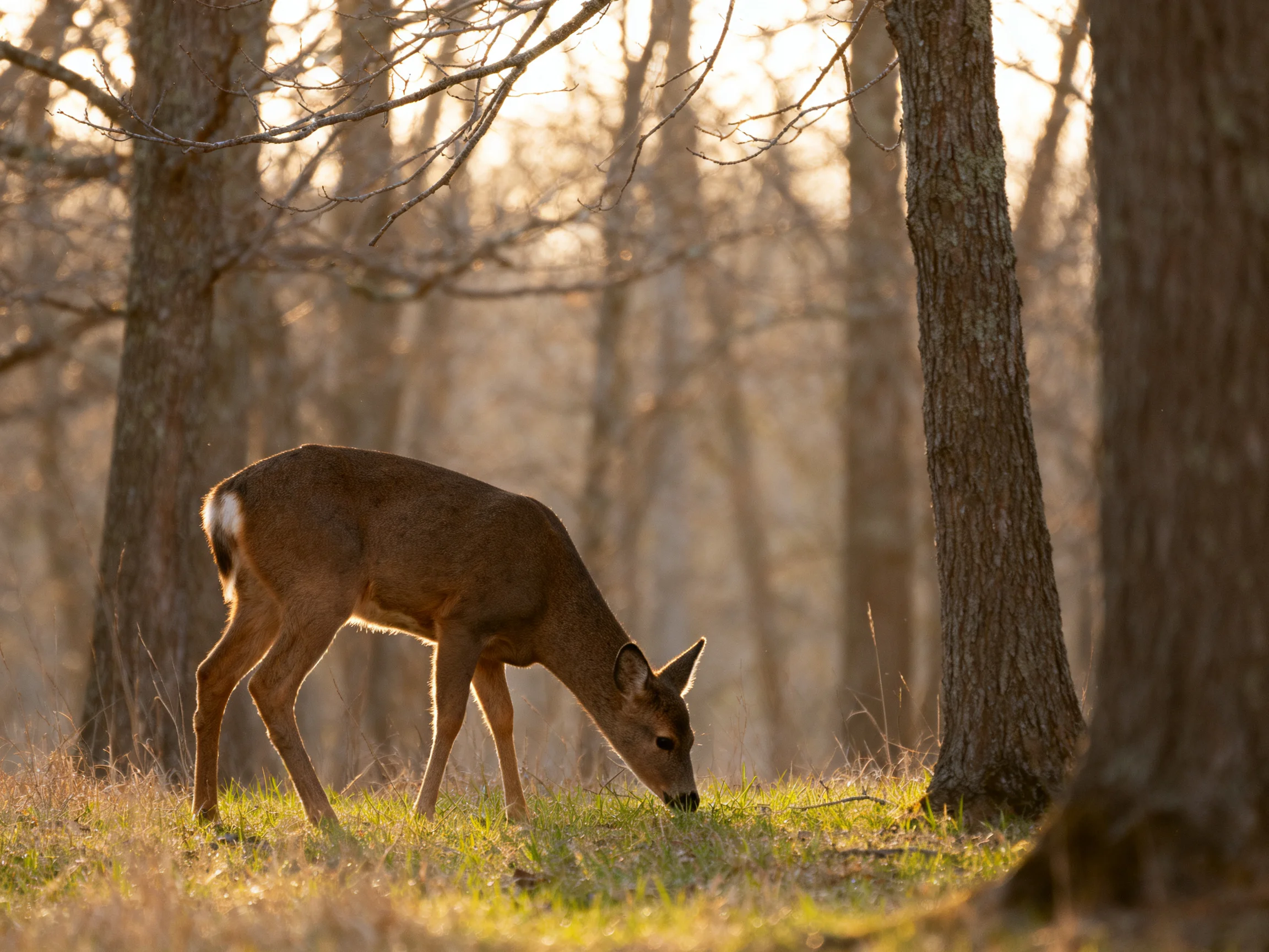 A young deer grazes in a sunlit forest clearing with tall trees.