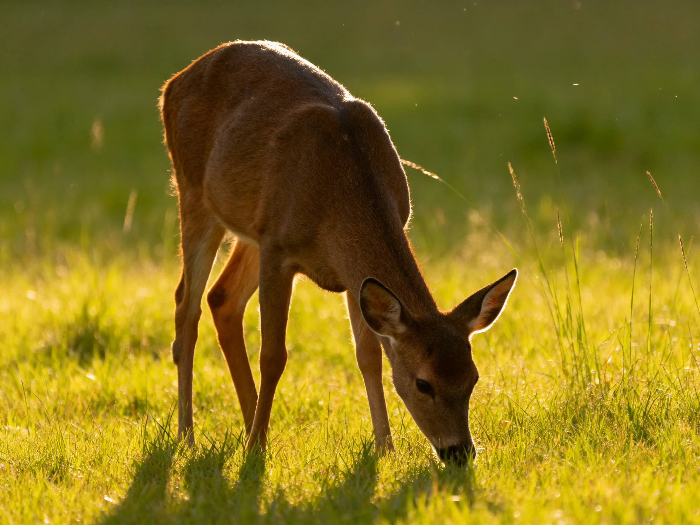 A young deer grazes in a sun-drenched green meadow