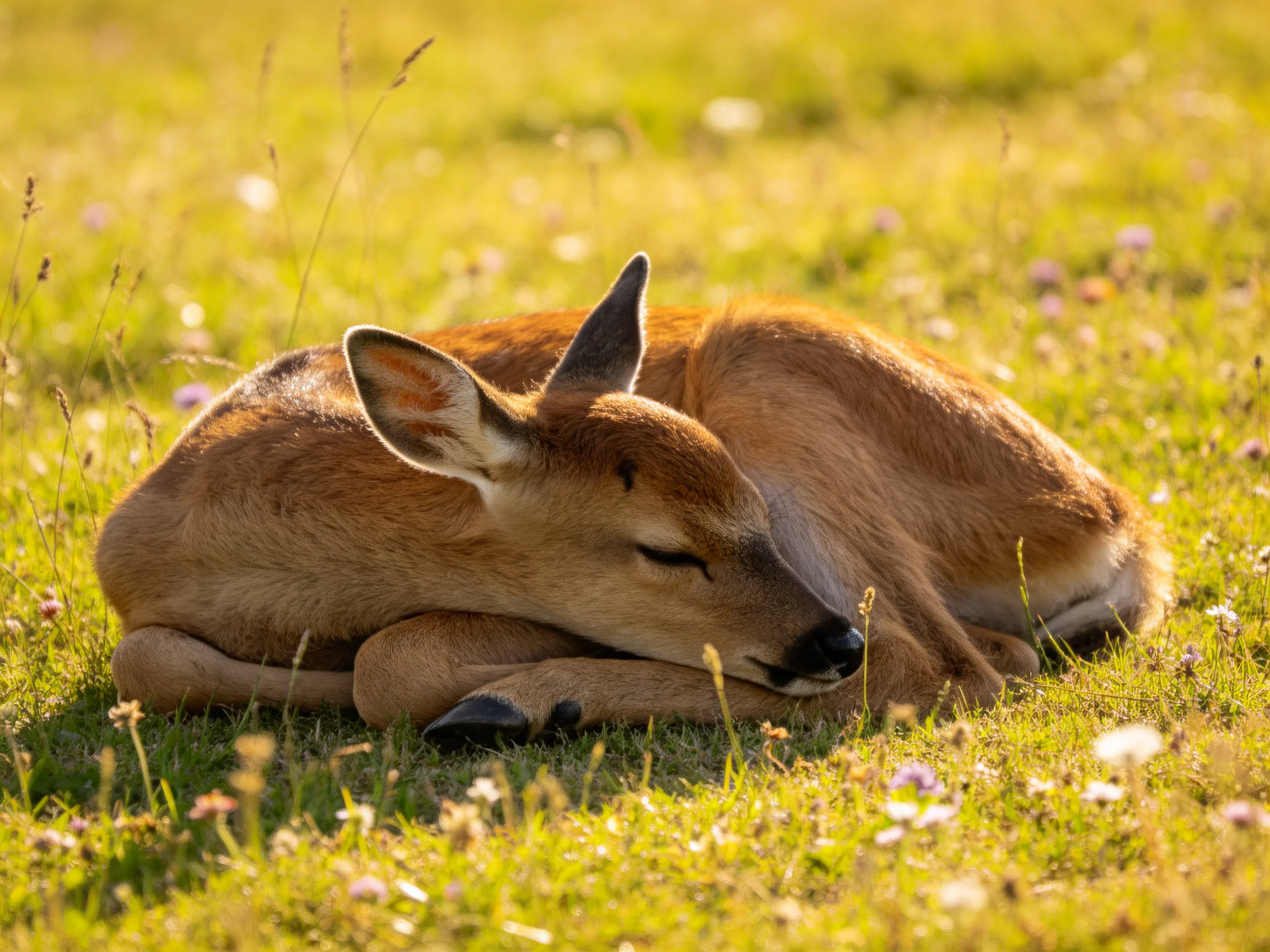 A young deer napping in a sunlit meadow of green grass and wildflowers
