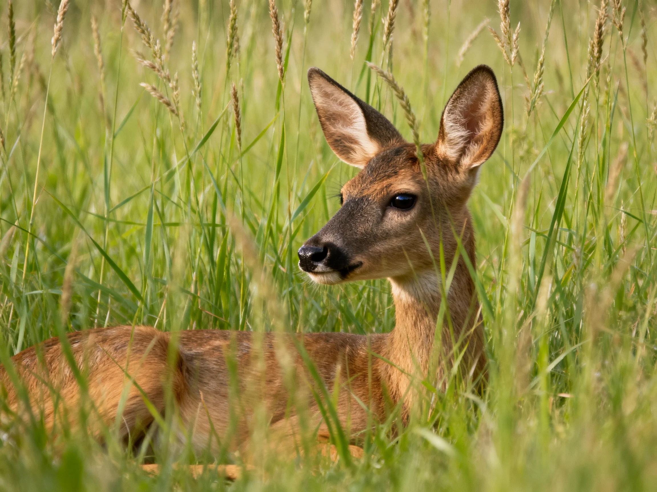 A young deer rests in tall green grass with earthy brown fur