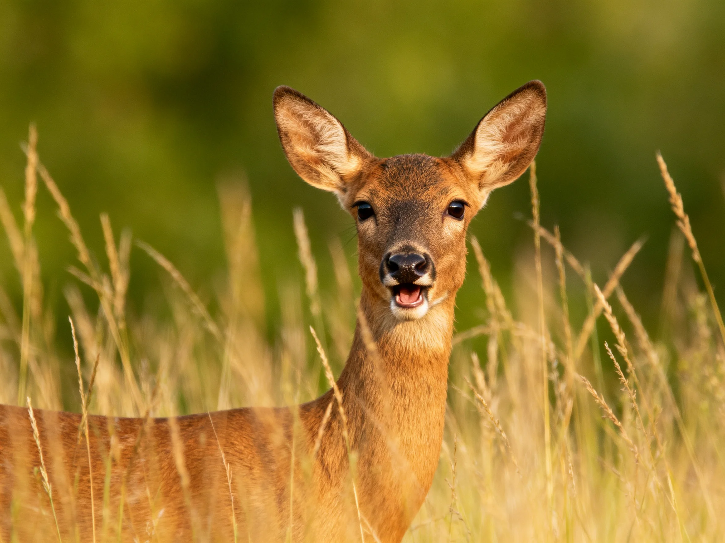 A young deer is surrounded by tall golden grasses in a sunlit natural setting.