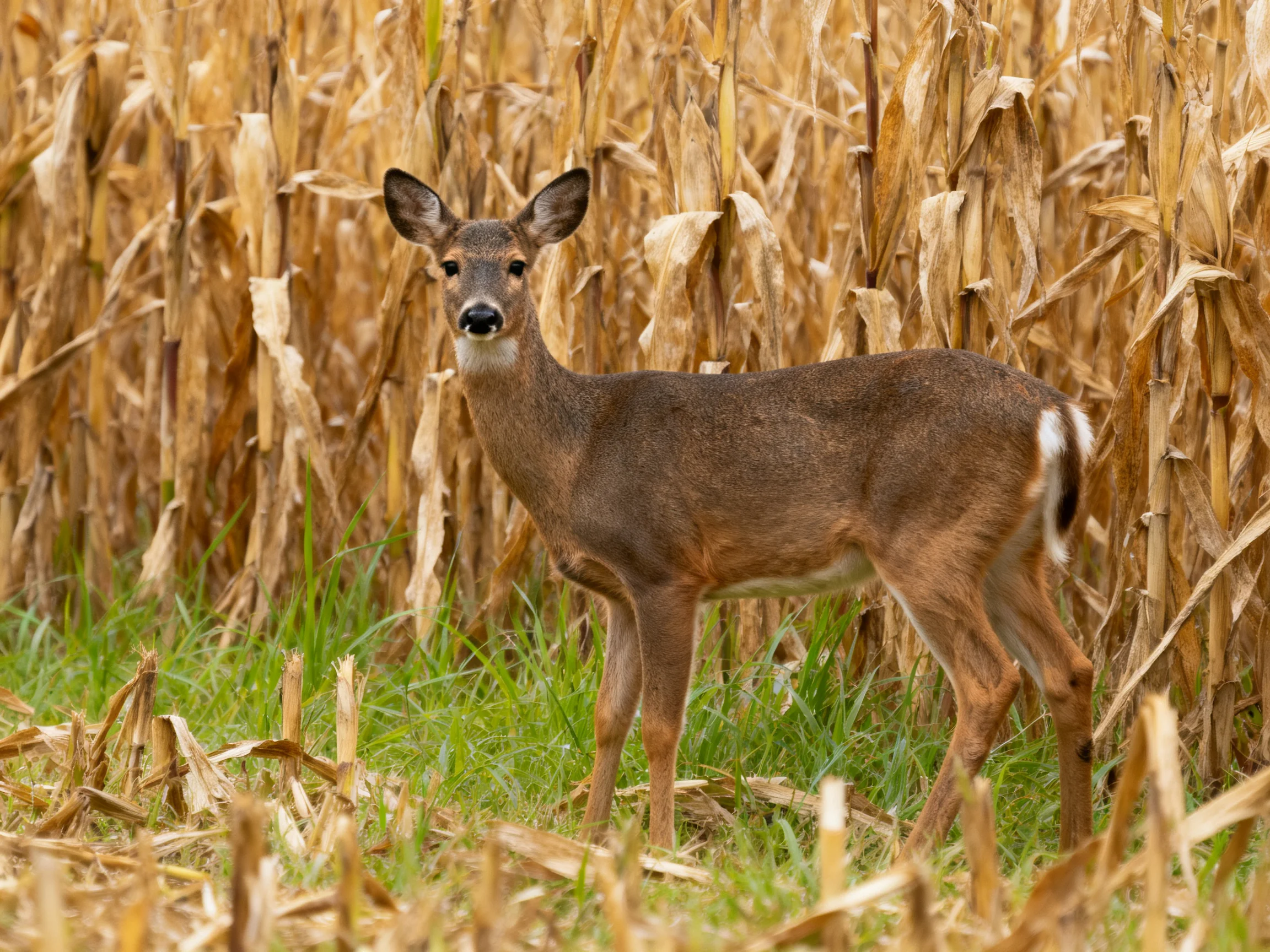 A young deer is positioned among tall dried corn stalks near green grass.