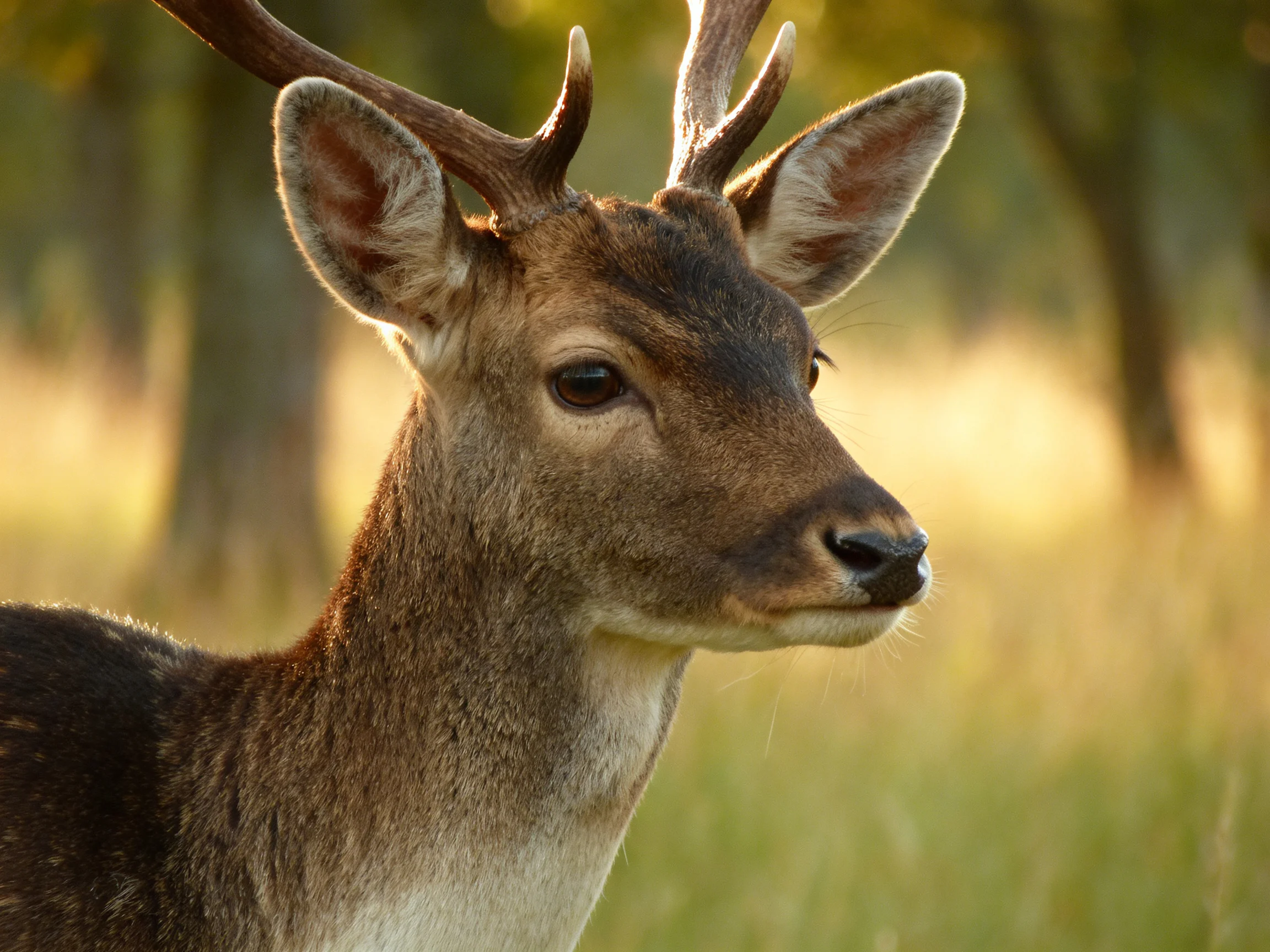 A young deer with brown antlers in a sunlit forest clearing