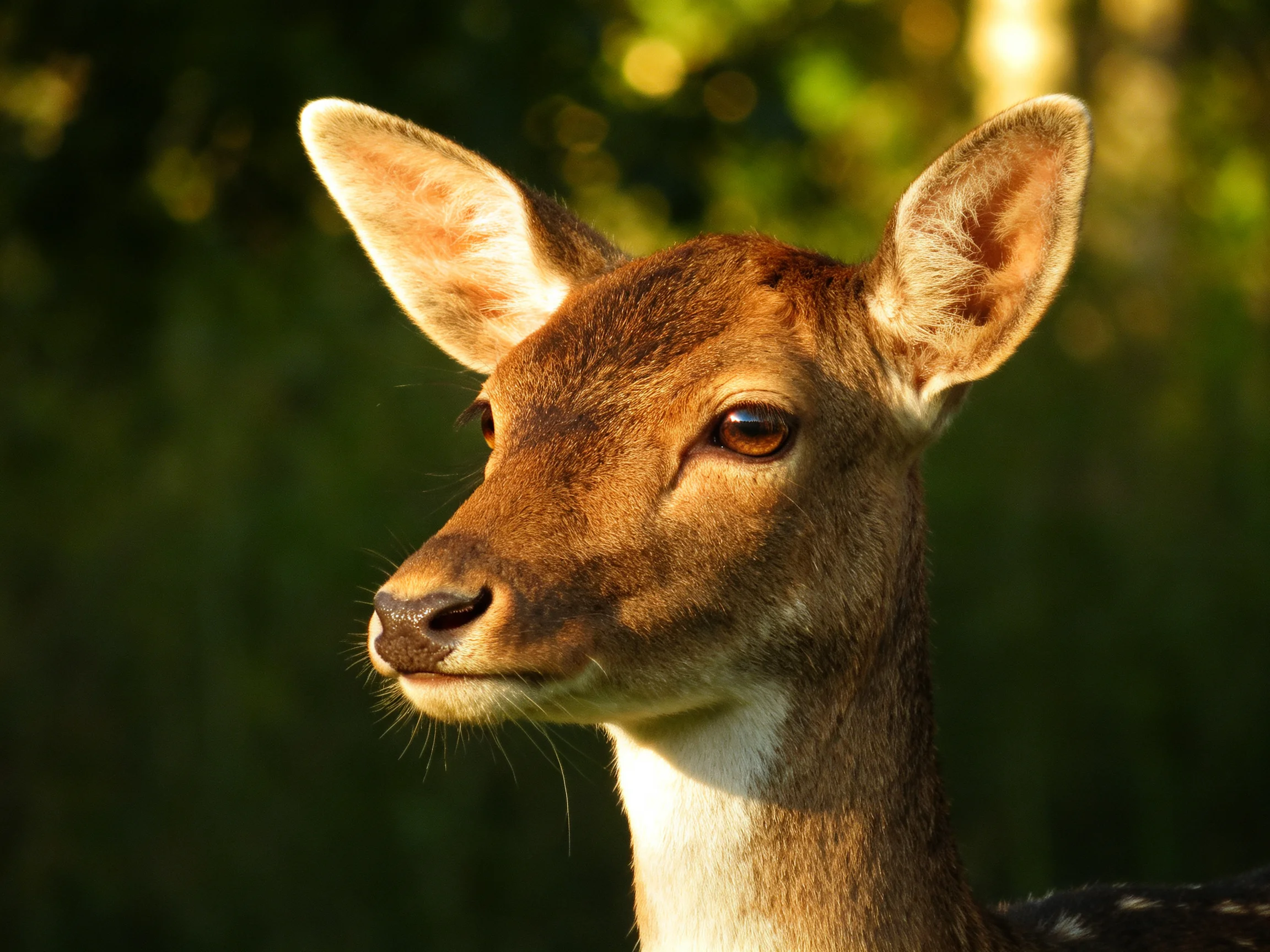 A young deer with brown coat and white neck in a sunlit forest