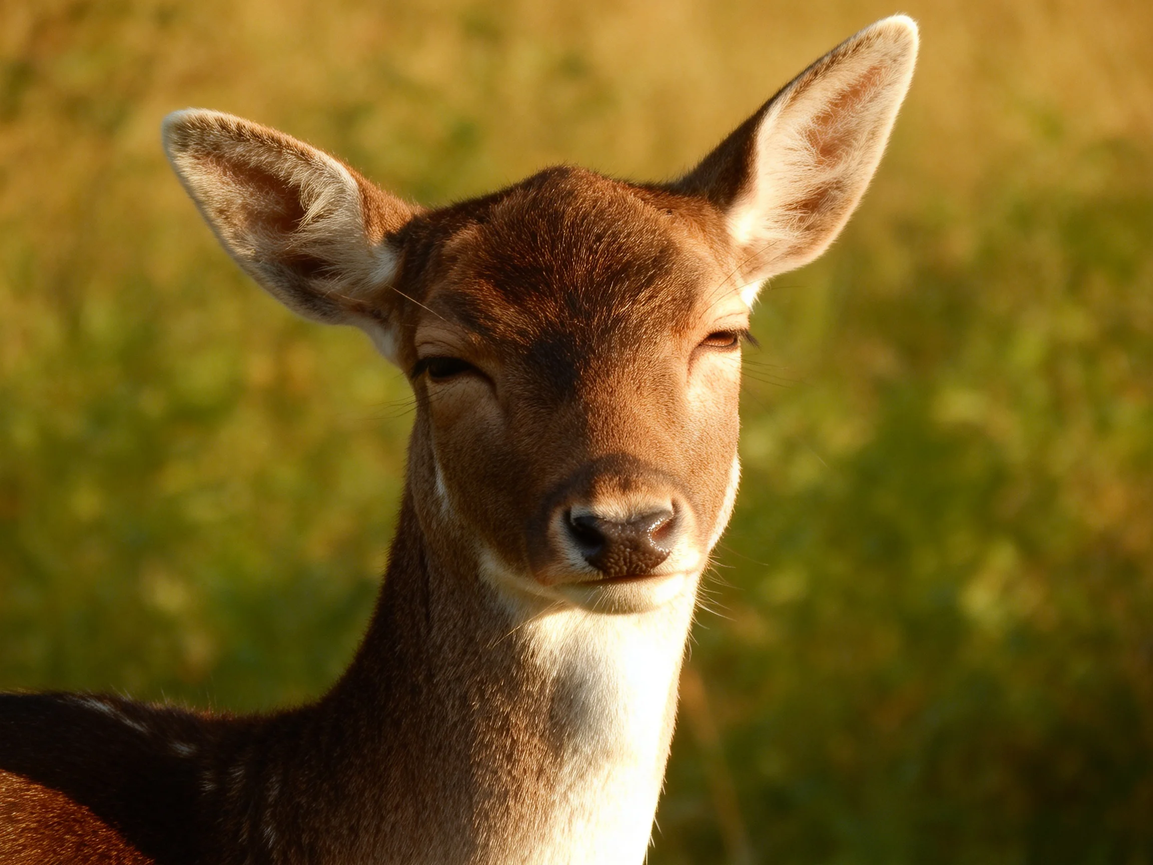 A young deer with brown fur and white neck in a sunlit meadow