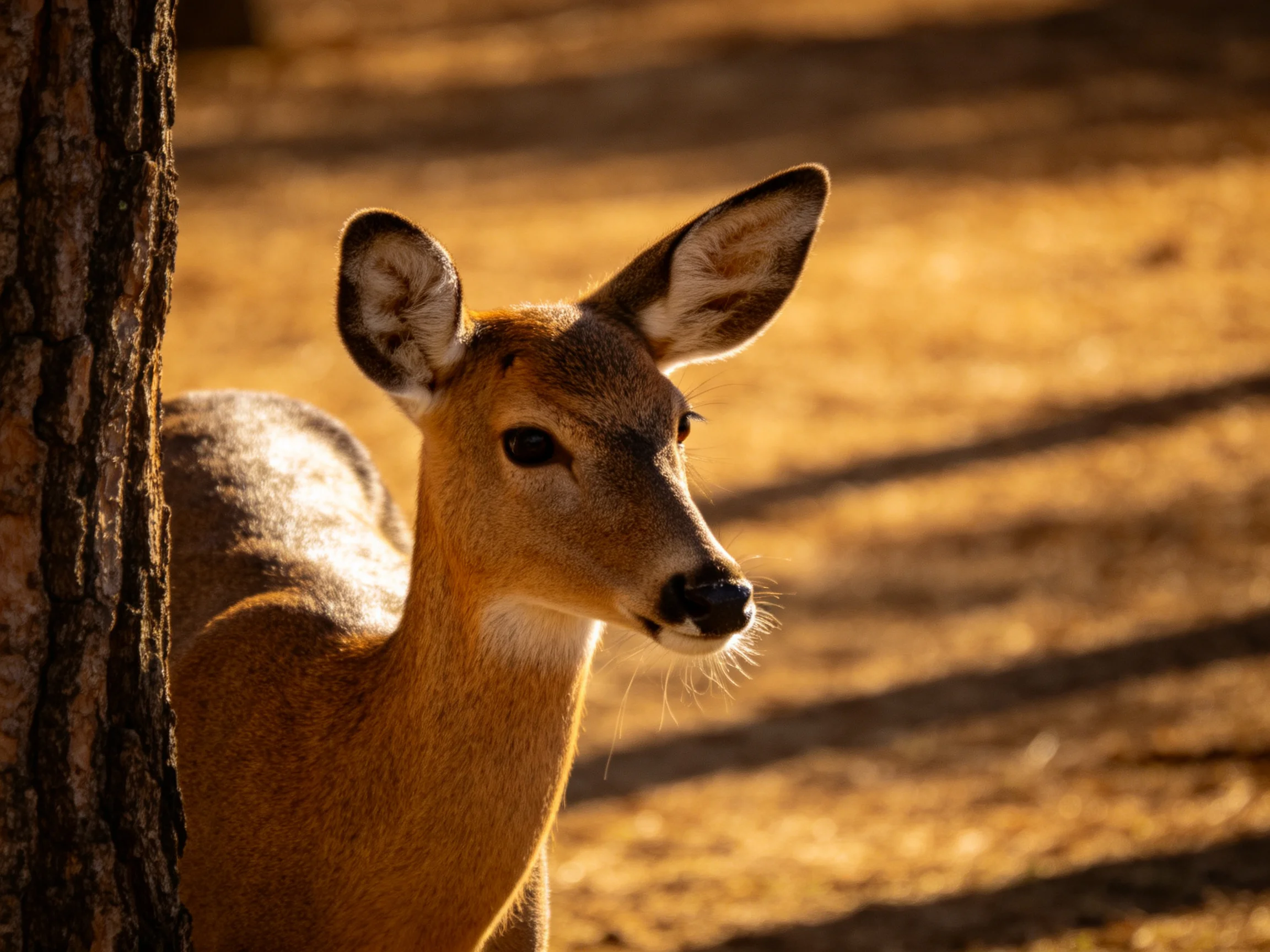 A young deer with brown fur near a dark tree in golden light