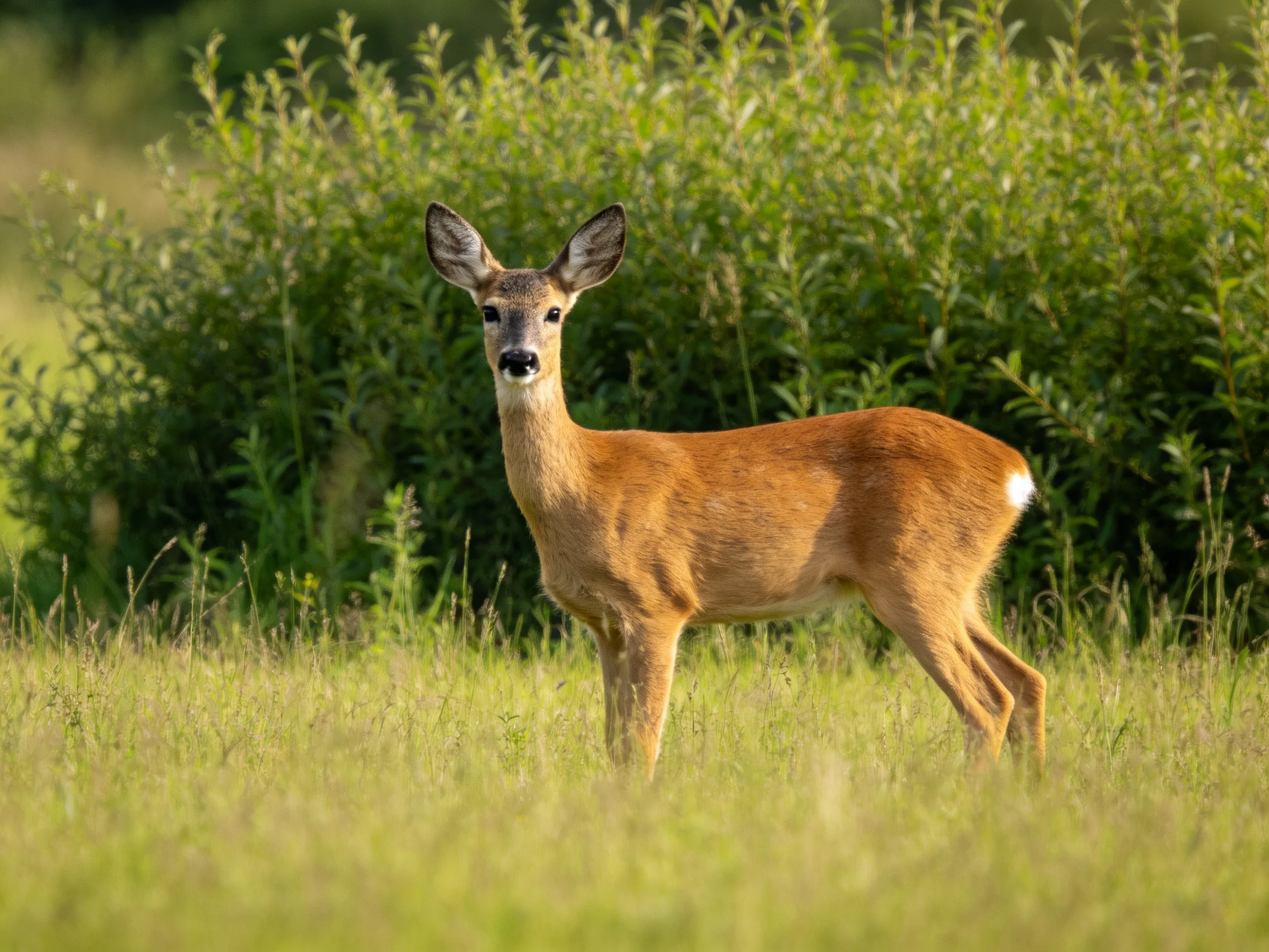 A young deer with brown fur stands in a lush green meadow