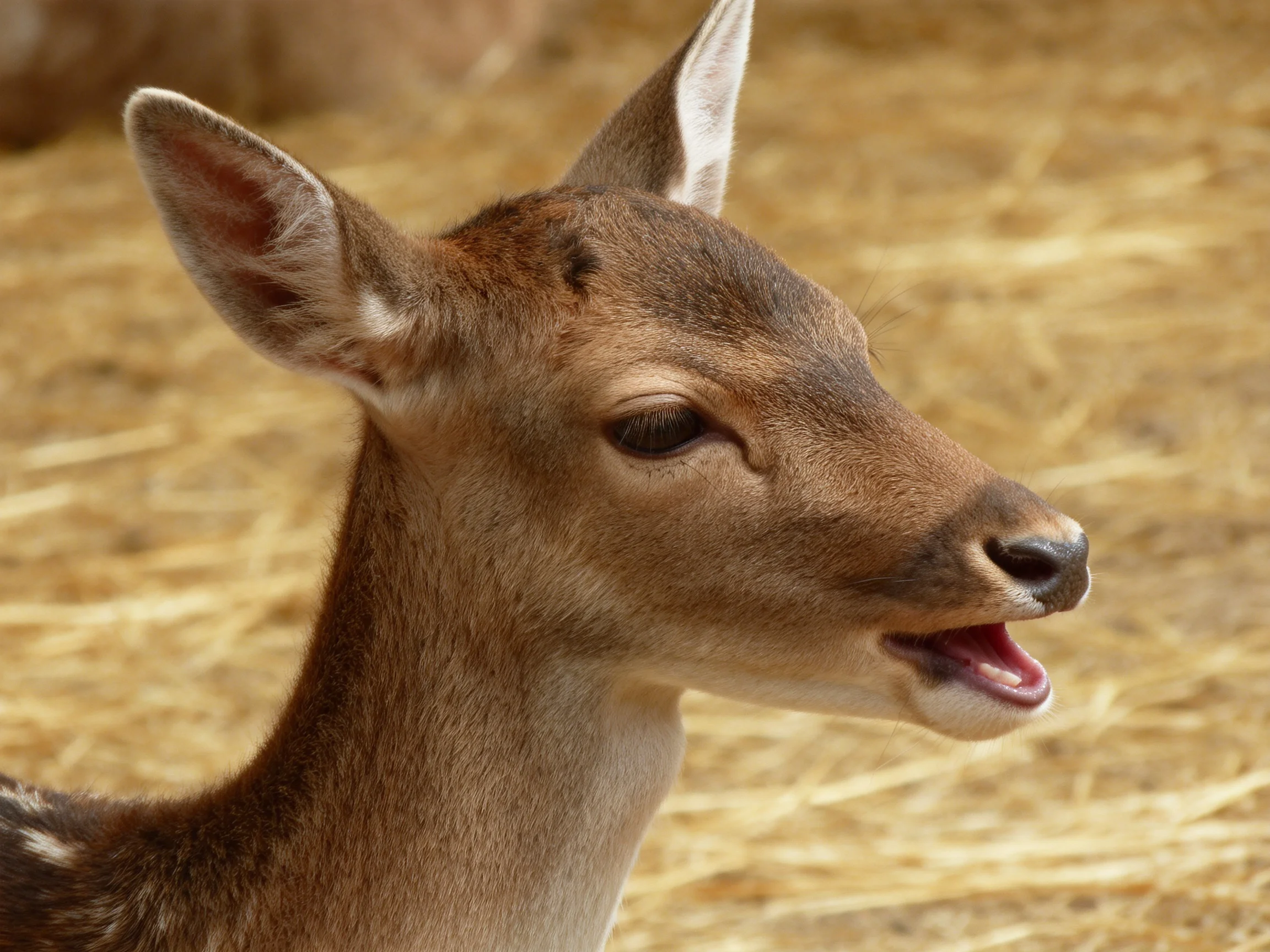 A young deer with brown spotted fur near golden straw bedding