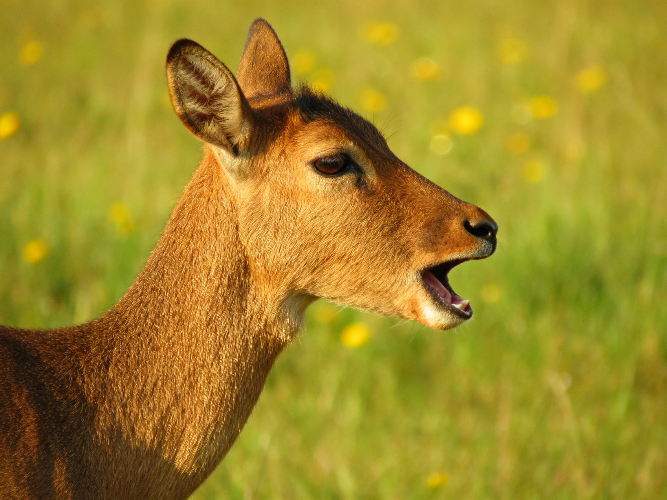 A young deer with golden-brown fur is in a sunlit meadow with yellow wildflowers.