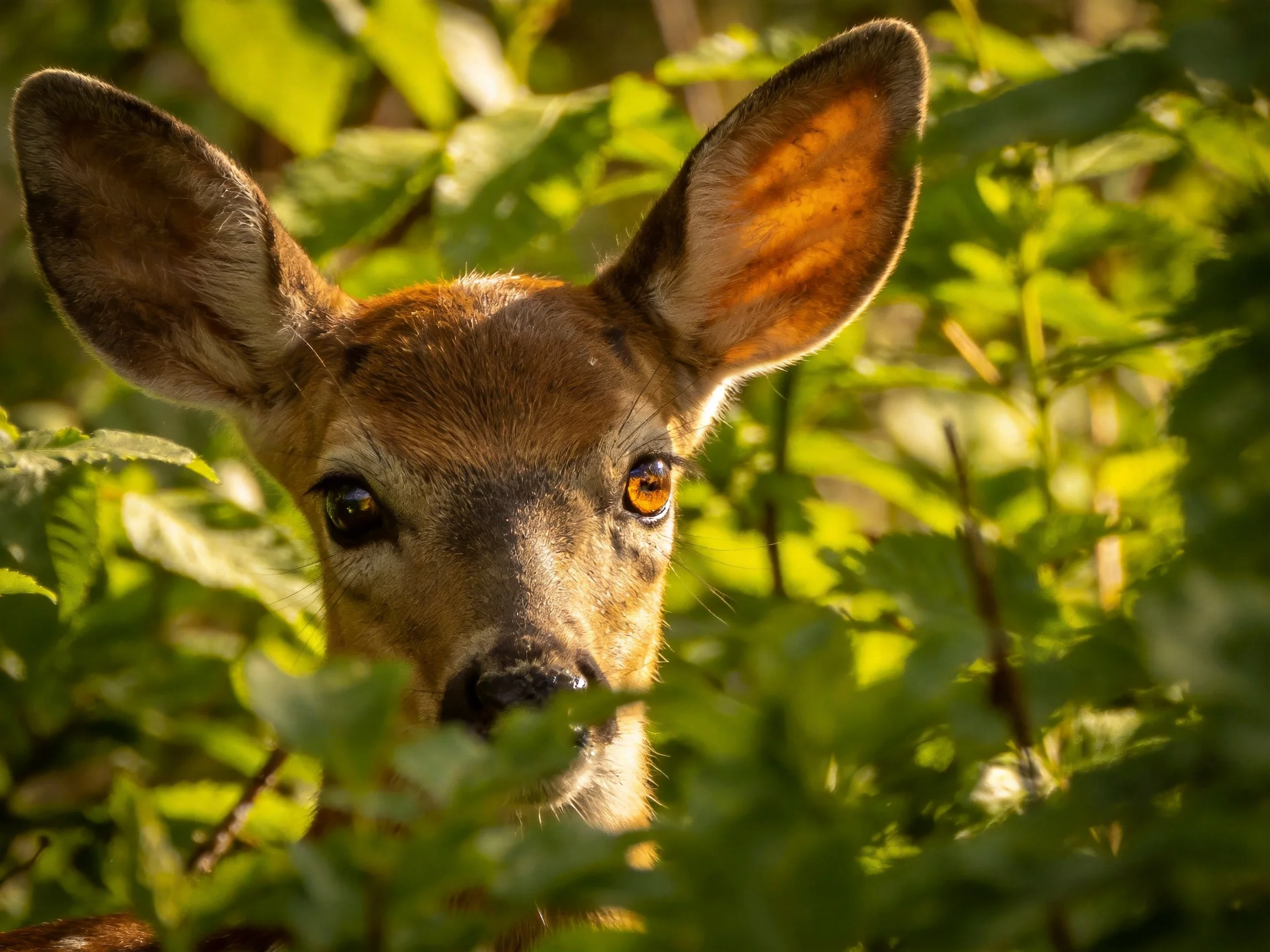 A young deer with large ears hides among lush green foliage under warm sunlight