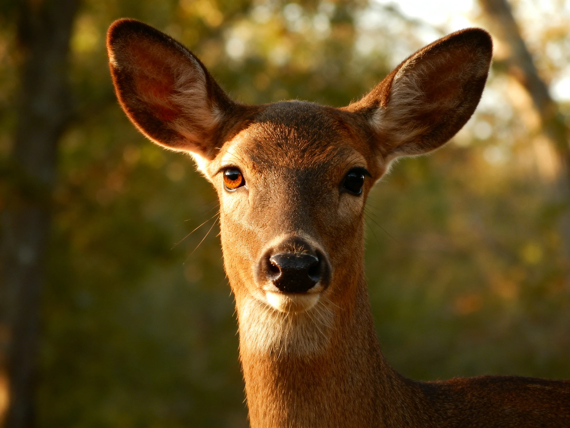 A young deer with large ears in a sunlit forest backdrop