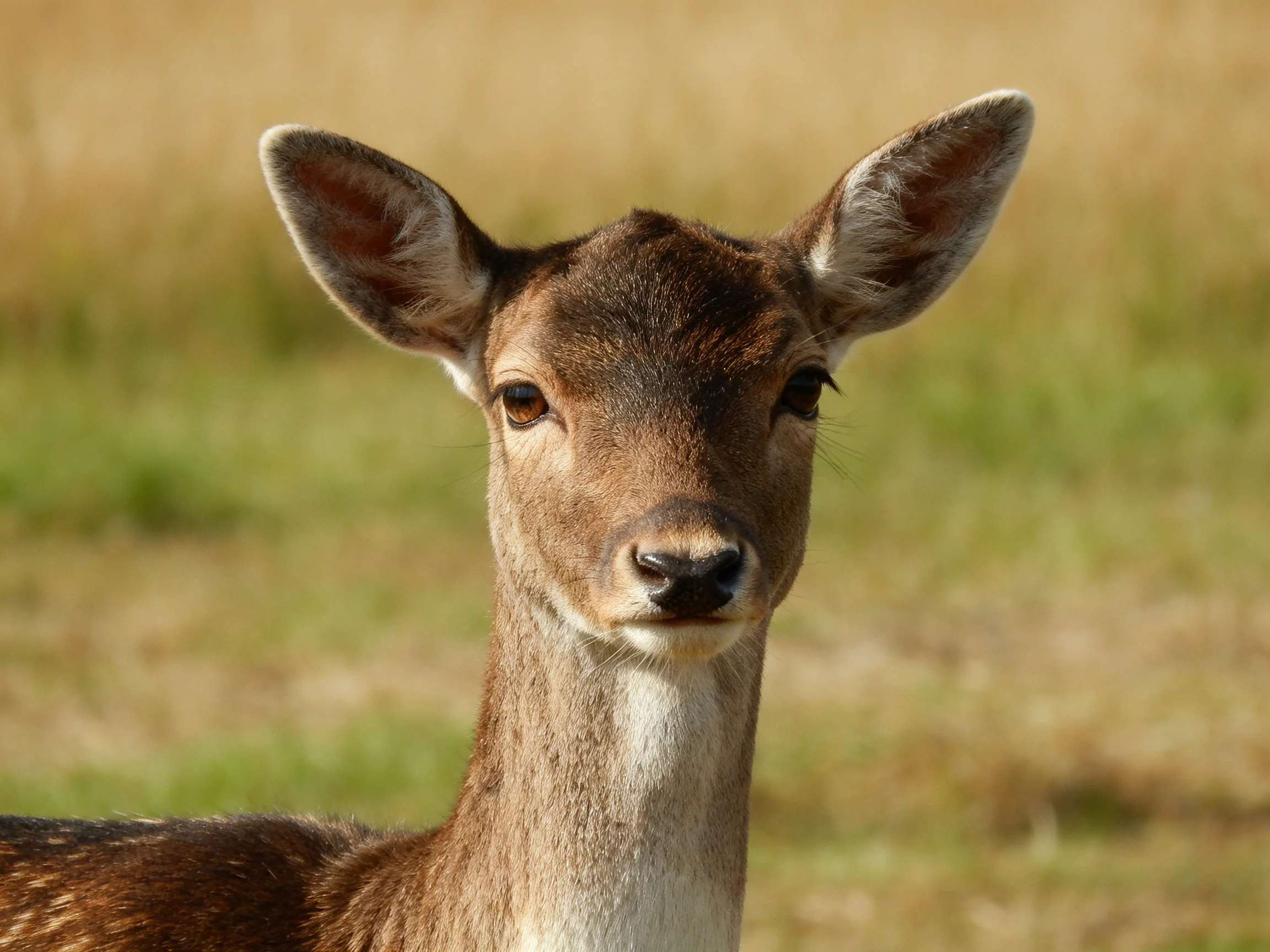 A young deer with large ears in a sunlit grassy field